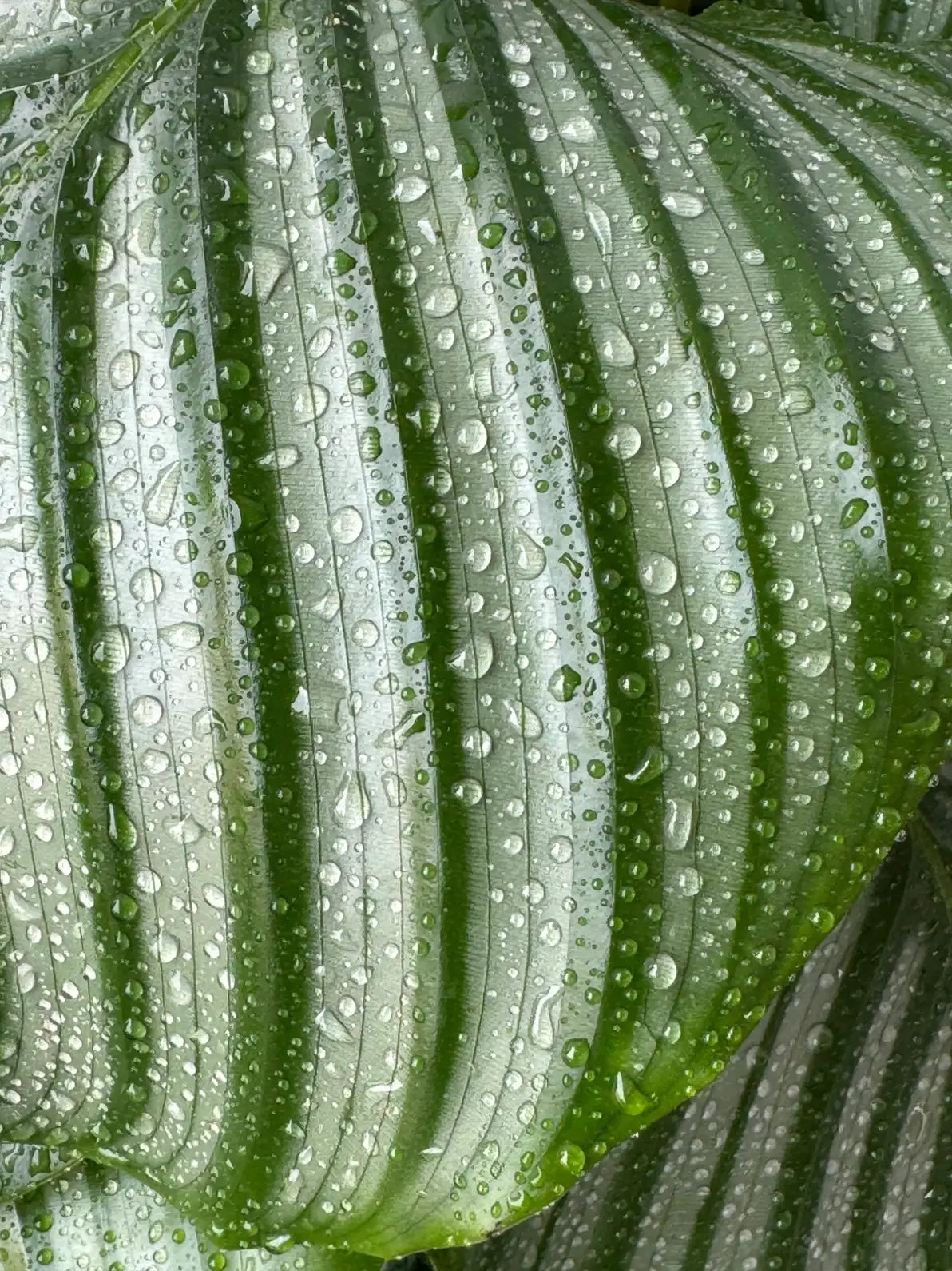 Close-up of the bold patterned leaves of the Calathea, ideal for low light pet-reachable corners in the UAE.