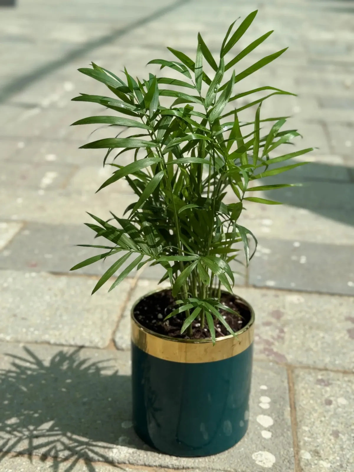 Small Chamaedorea Palm in a ceramic pot, easy-care indoor air purifying plant in Dubai.
