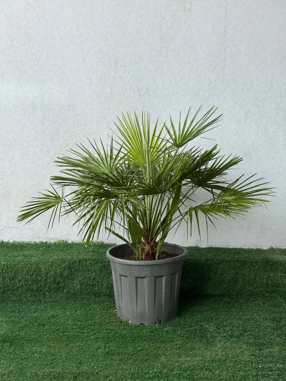 Chamaerops Palm Tree