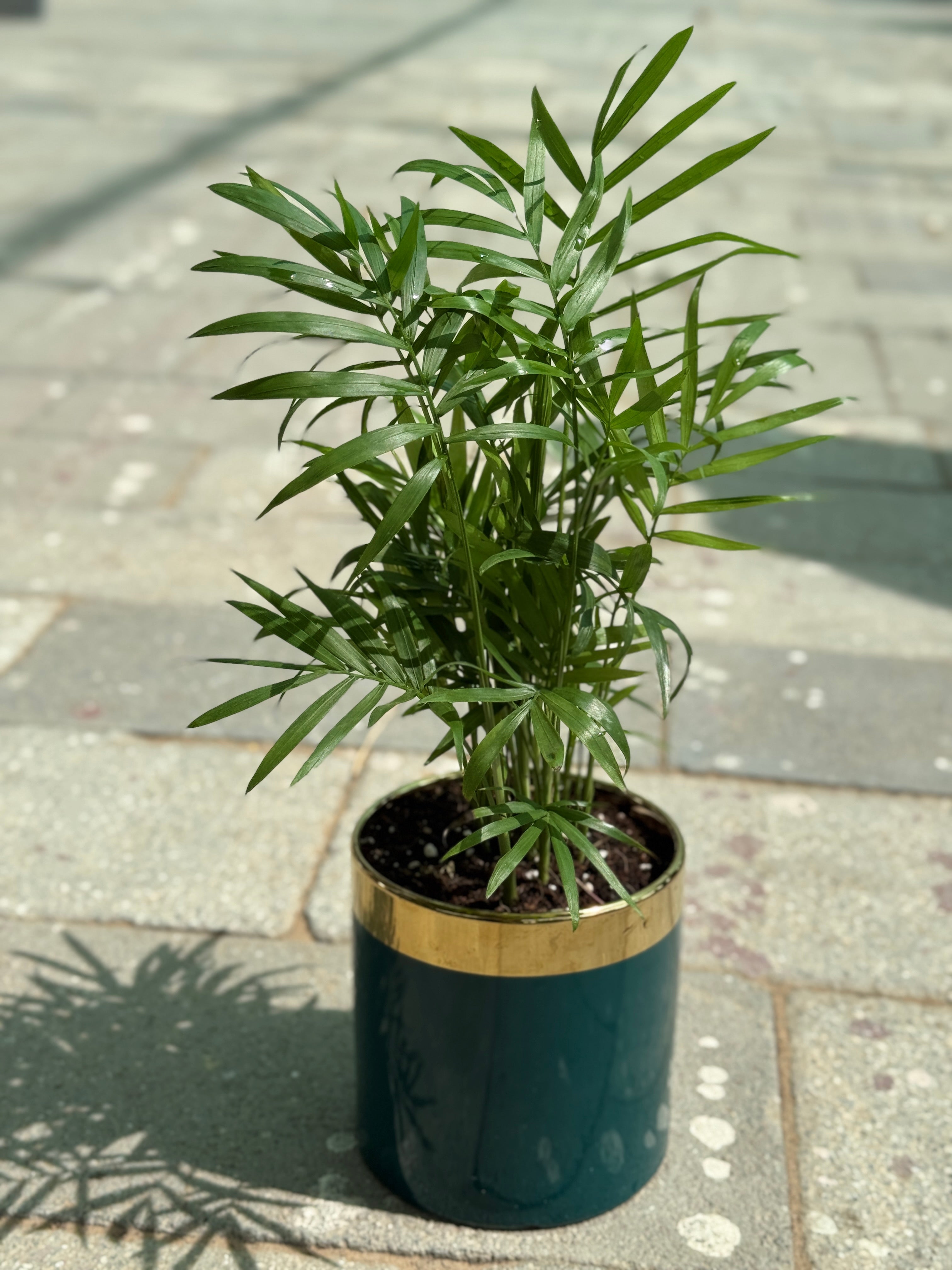Chamaedorea Palm in Small Ceramic Pot – Easy-Care Indoor Air Purifying Plant