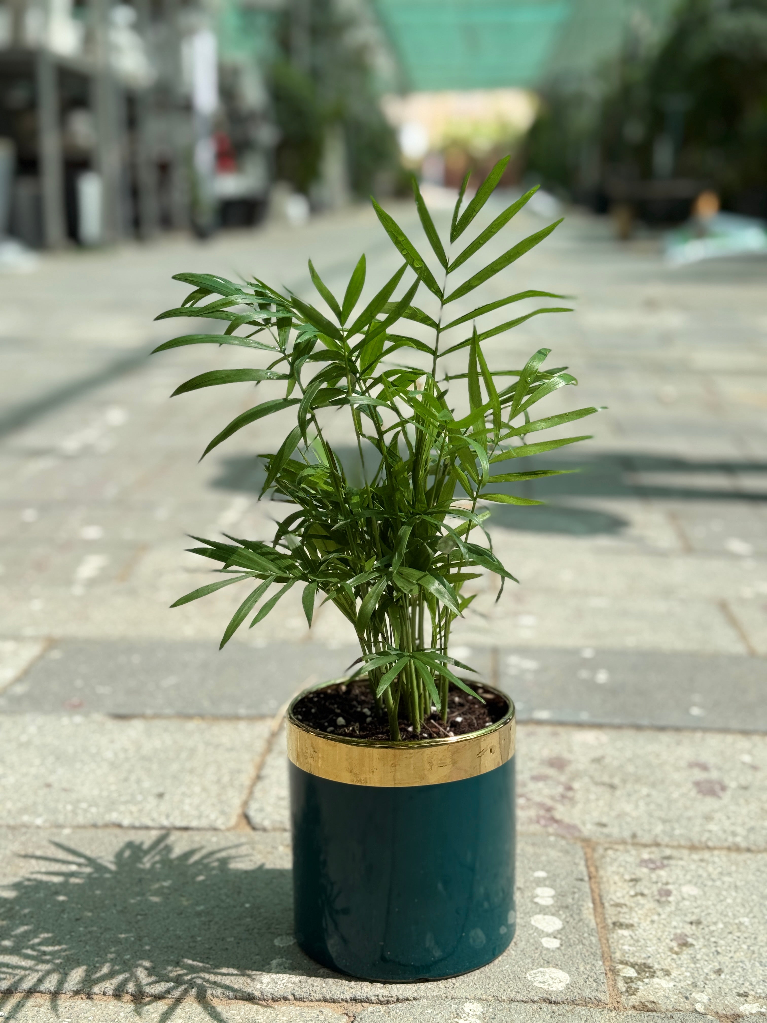 Chamaedorea Palm in Small Ceramic Pot – Easy-Care Indoor Air Purifying Plant