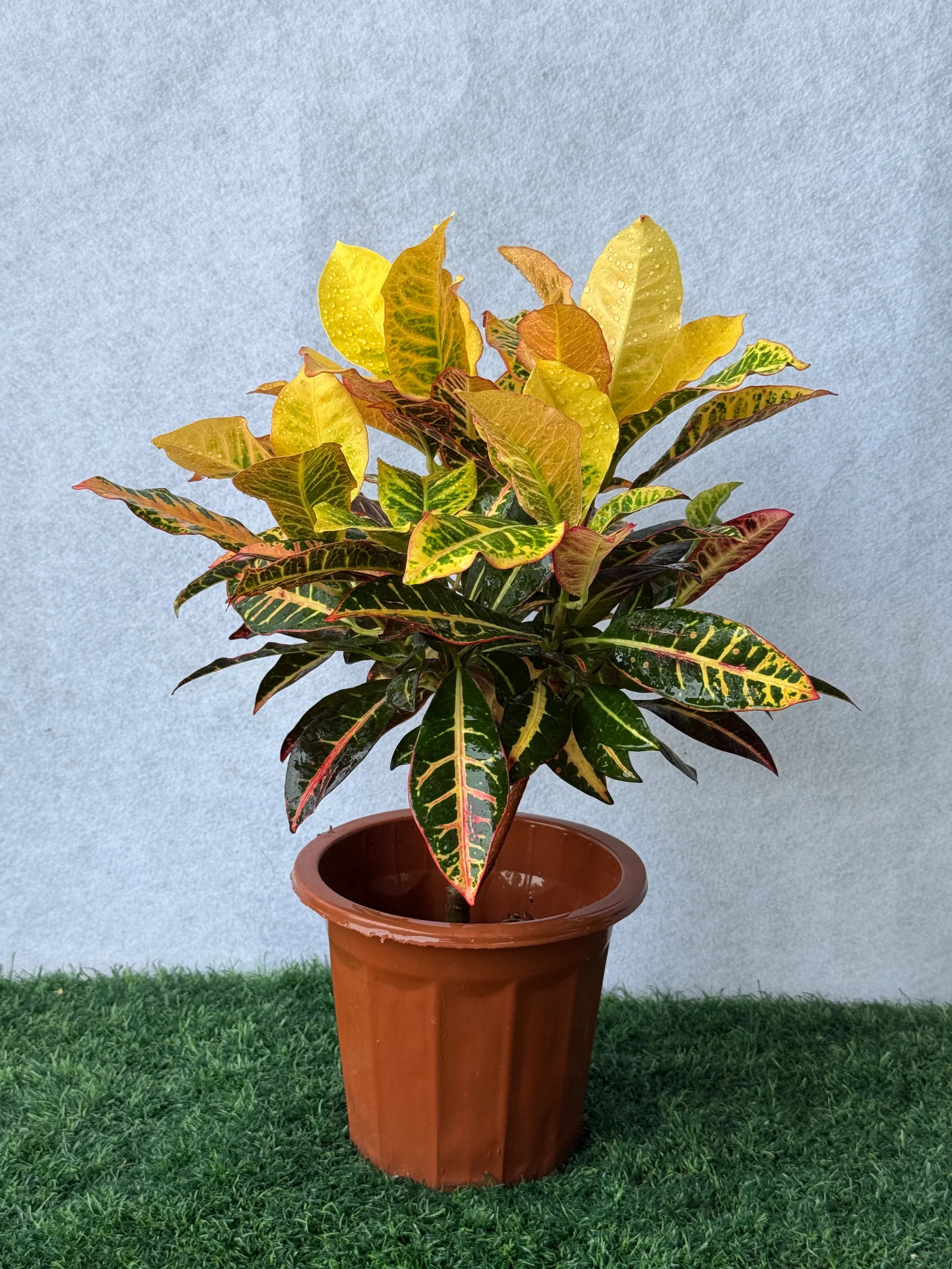 Croton Plant