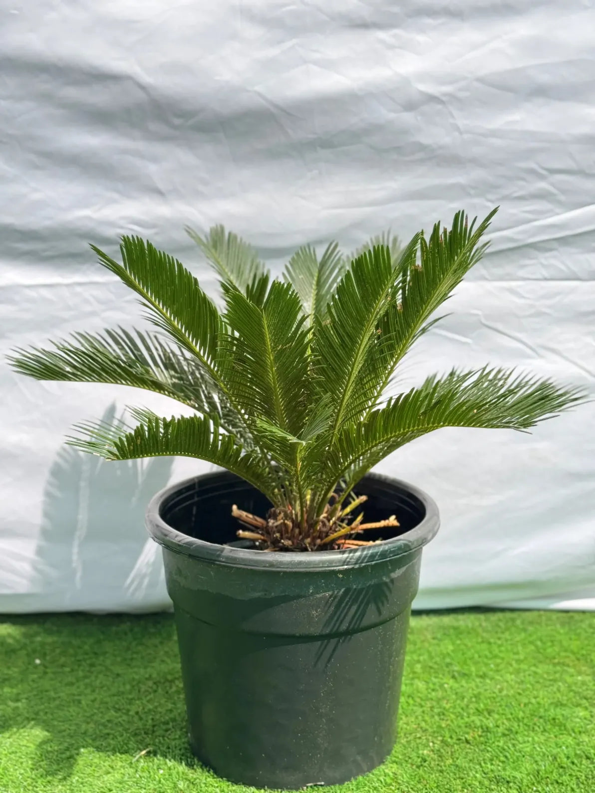 Cycas Palm (Sago Palm) in a nursery pot, hardy architectural plant for gardens and patios in Dubai.