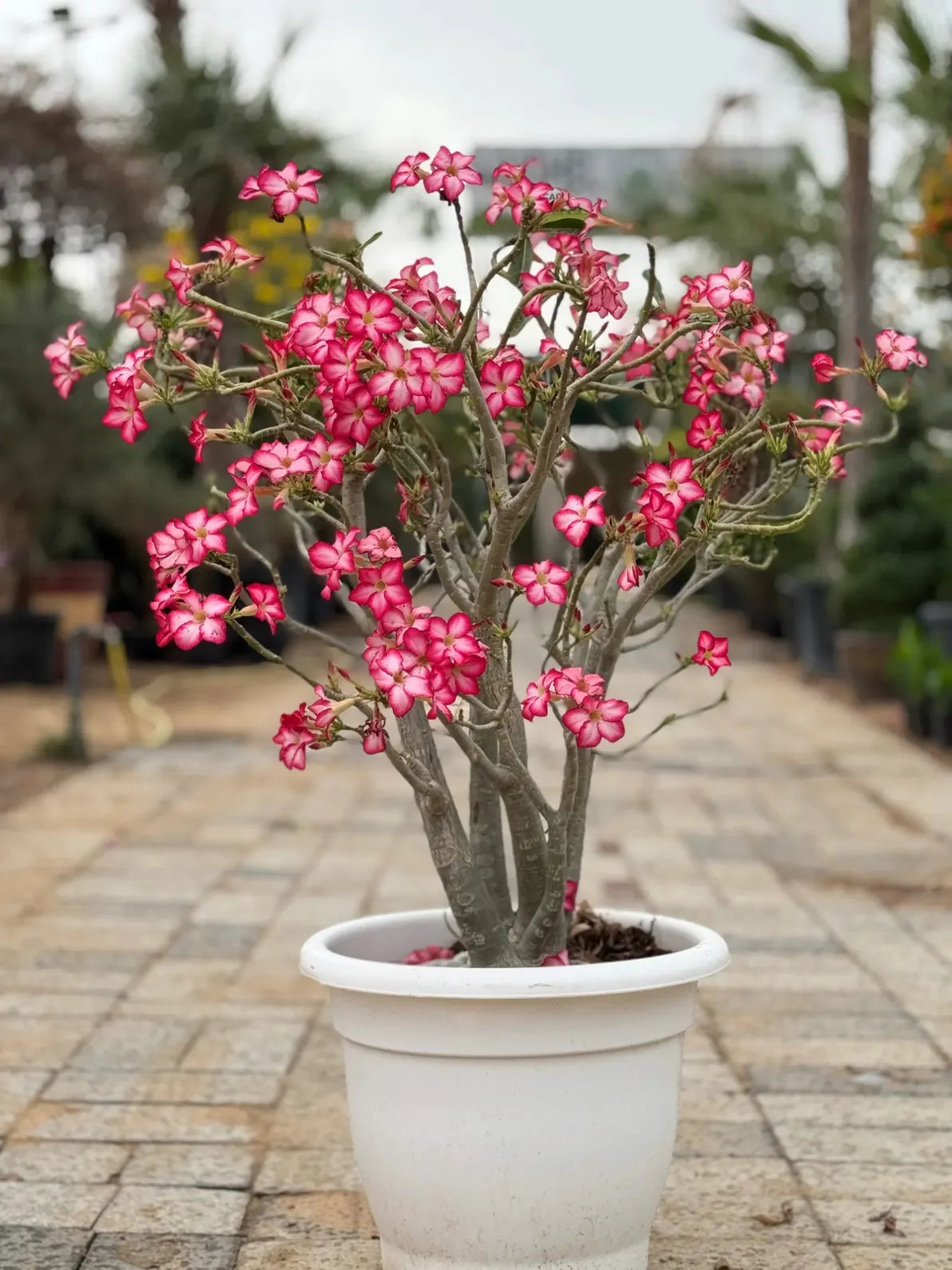 Desert Rose (Adenium) in a nursery pot, hardy sun loving outdoor plant for gardens in Dubai.