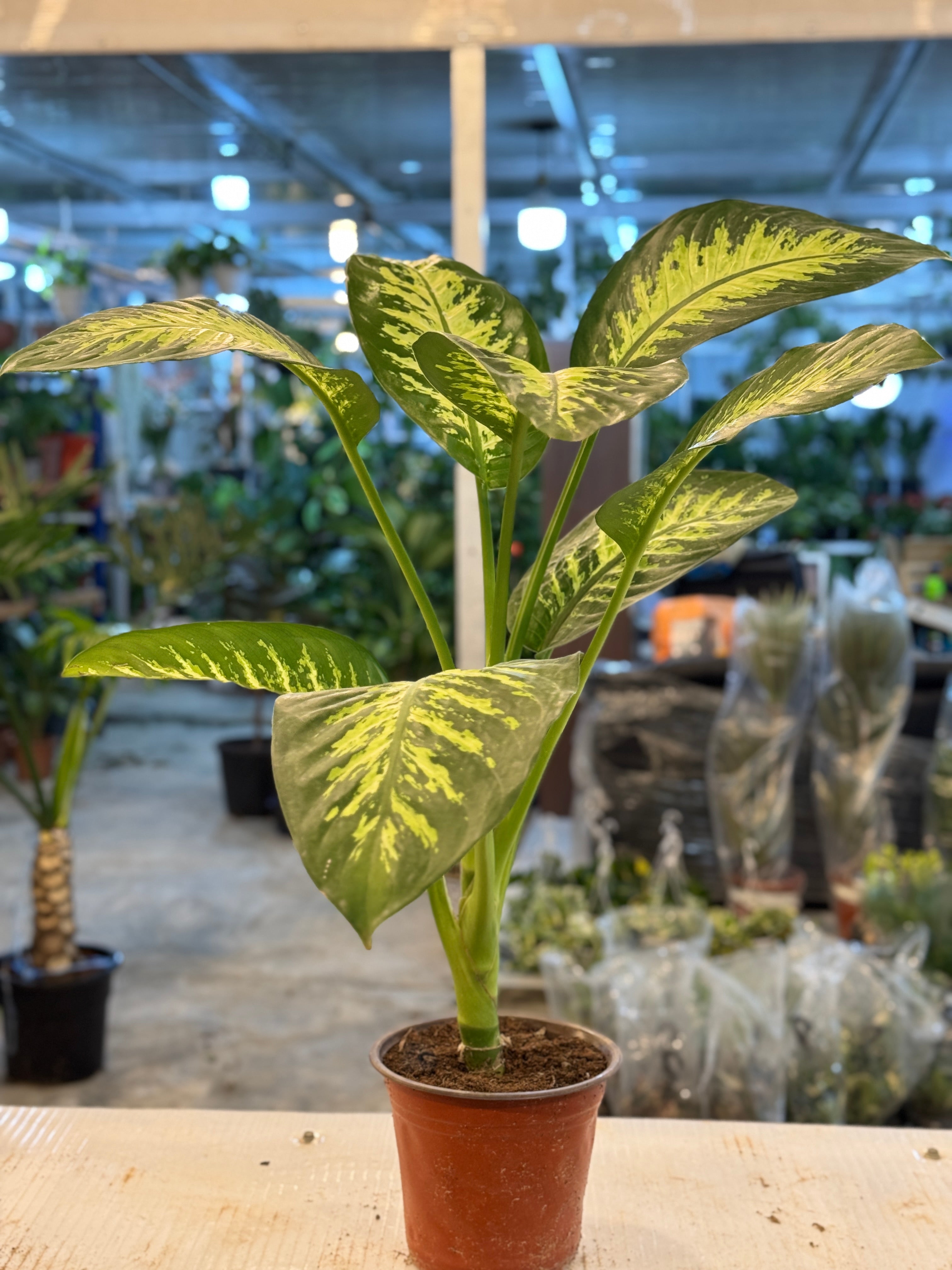 Dieffenbachia – Lush & Air-Purifying Indoor Plant in Stylish Pot | Mughel Gardens Dubai