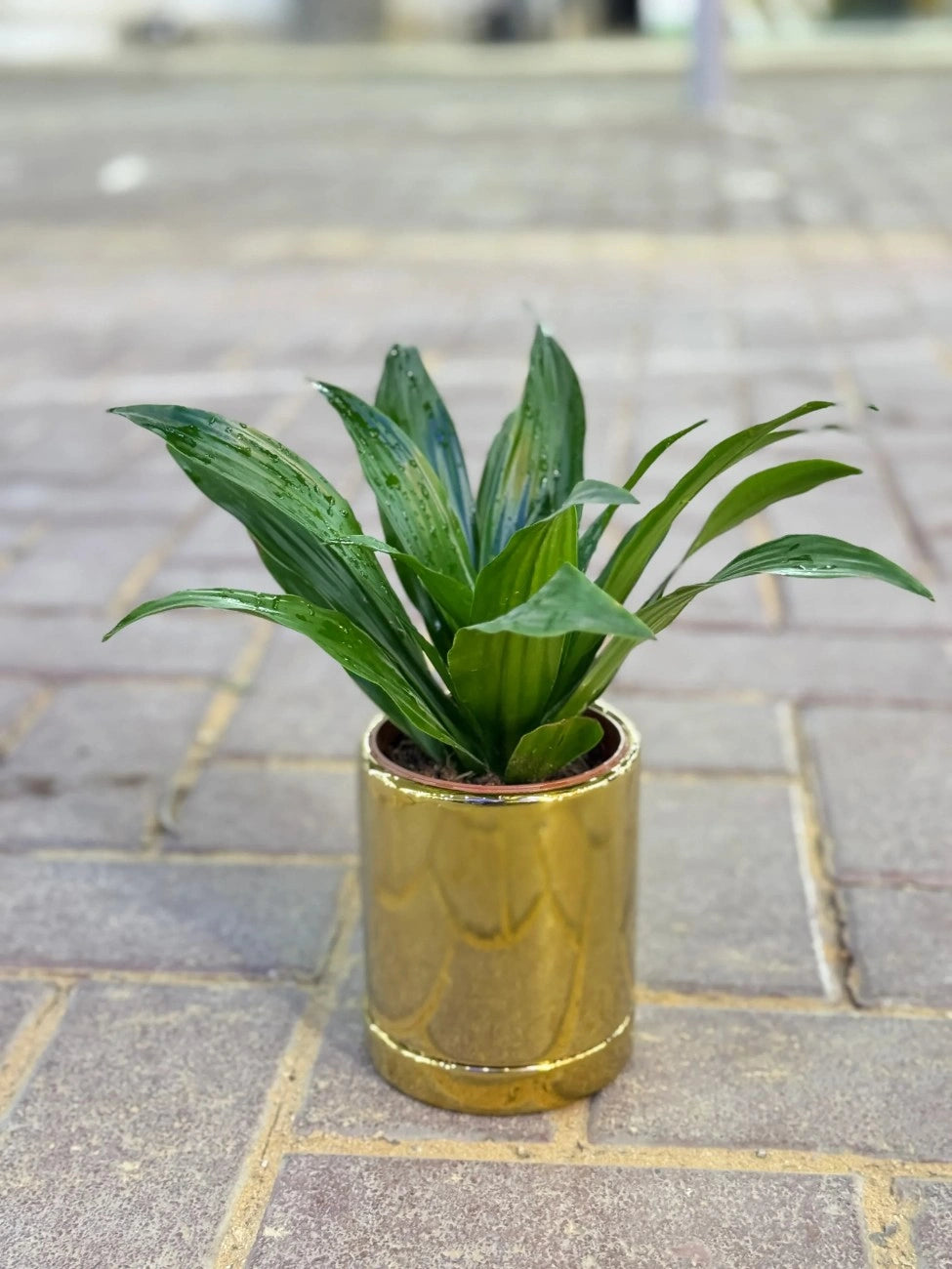 Lush Dracaena plant in a glossy gold ceramic pot, adding luxury indoor decor to homes in Dubai.
