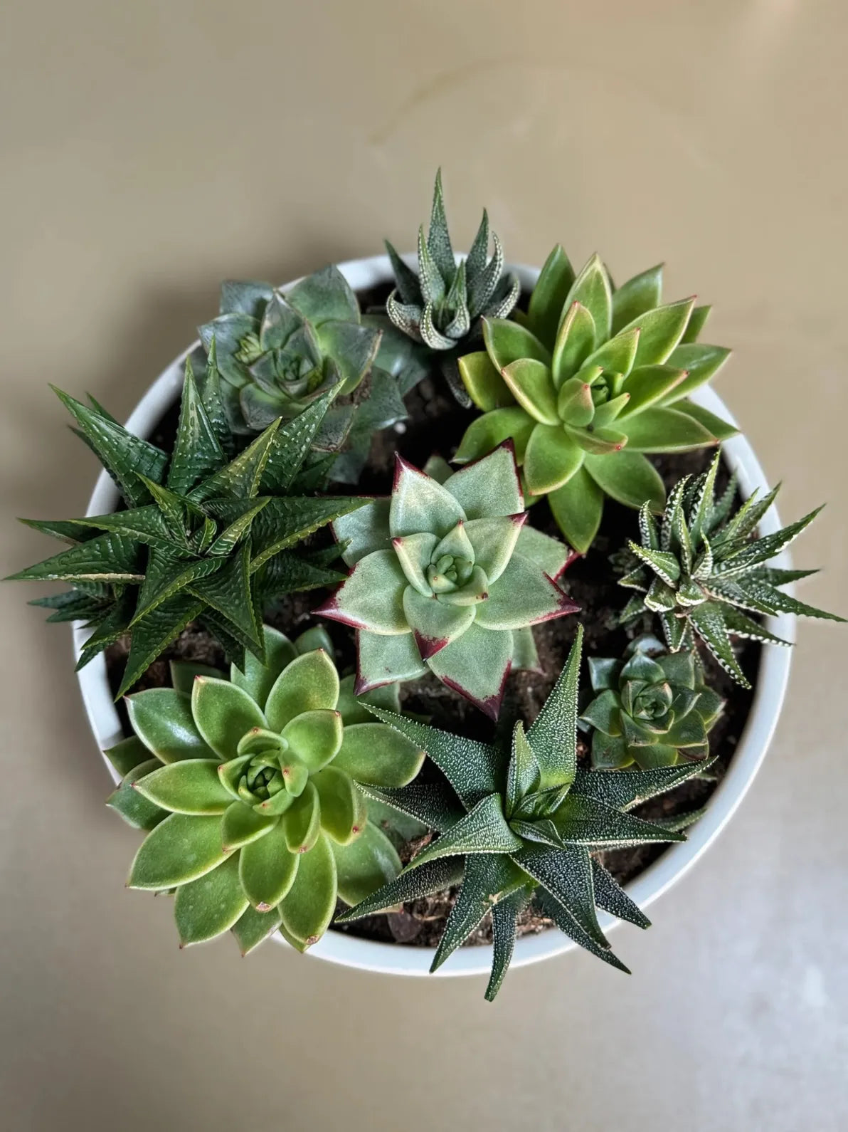 Echeveria Succulent Bundle in a white ceramic pot, minimalist desk decor for modern spaces in Dubai.