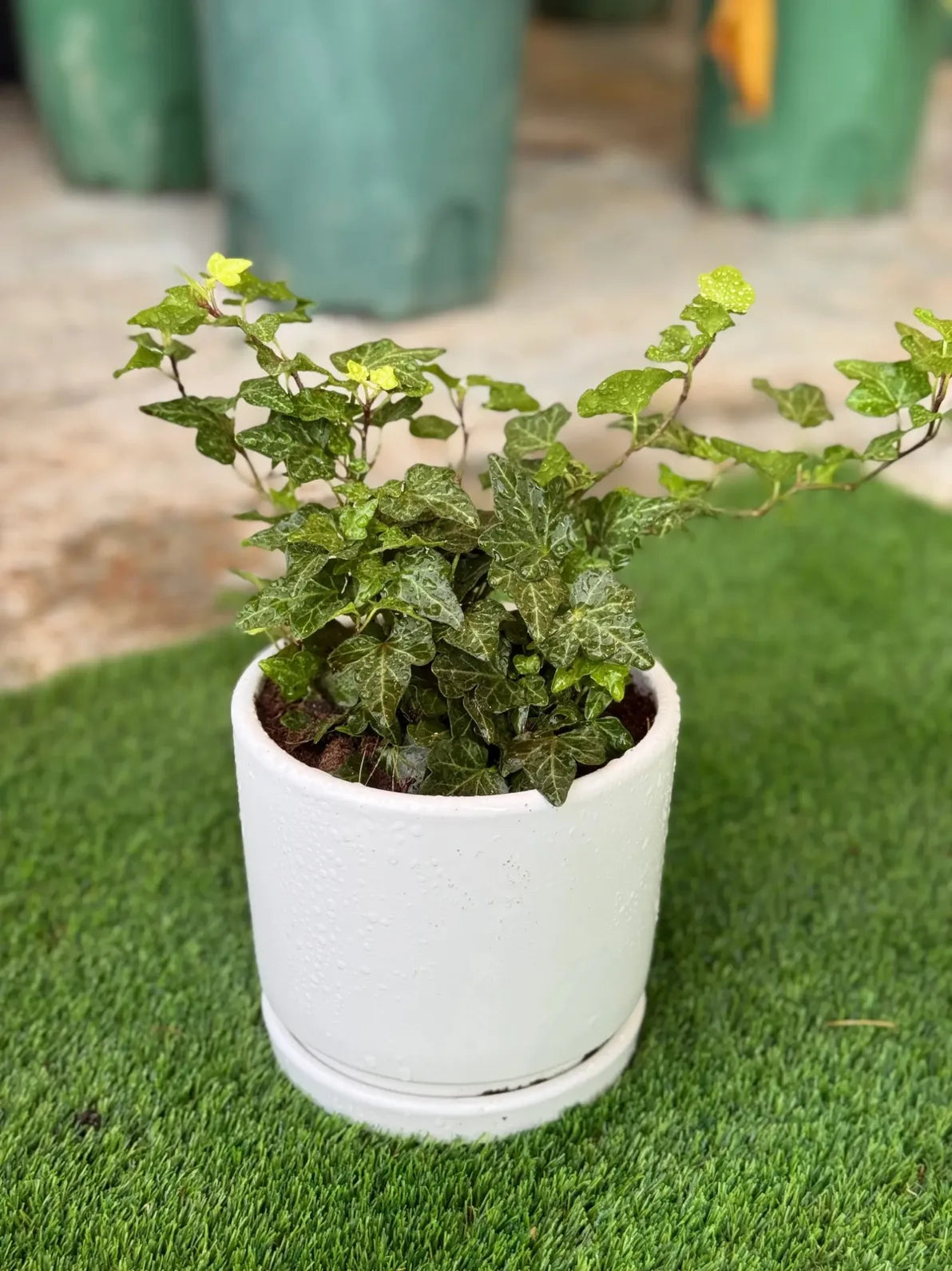 English Ivy in a white ceramic pot, classic air-purifying trailing plant for shelves in Dubai.