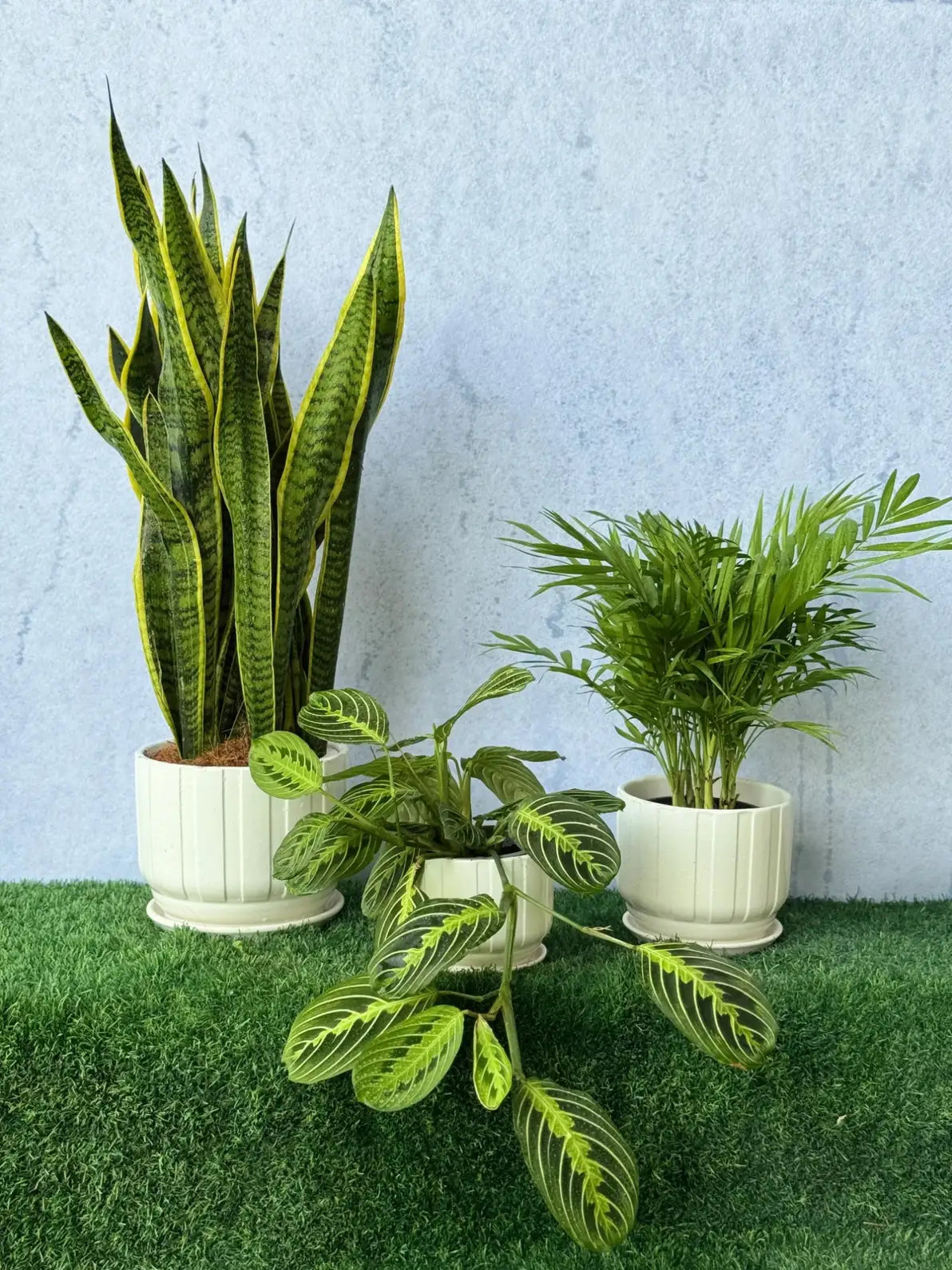 Evergreen Charm Lush Leaf Trio Bundle: Snake Plant, Palm, and Maranta for the indoor jungle in Dubai.
