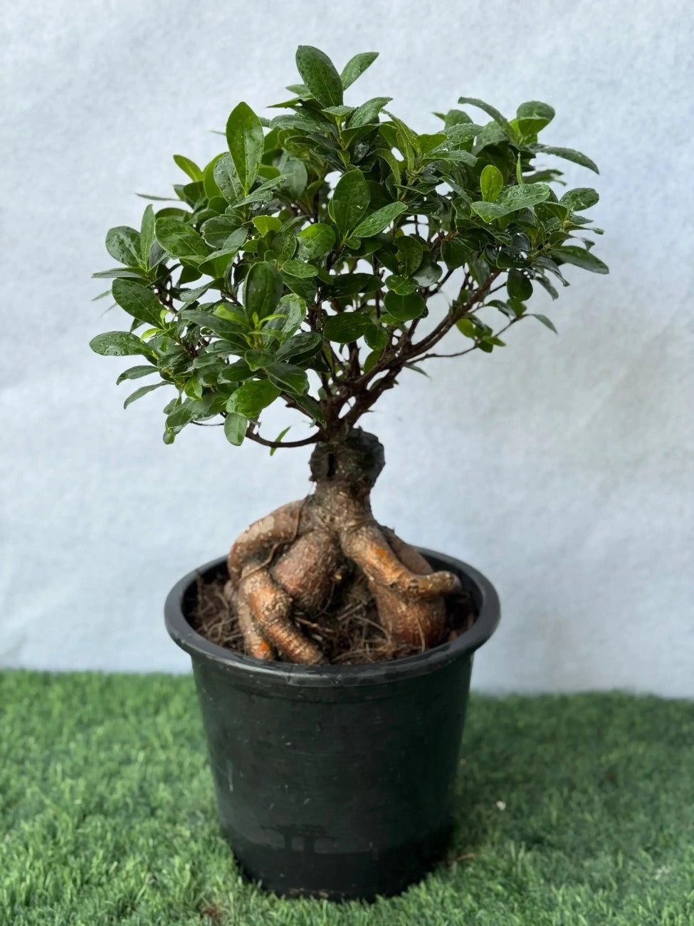 Low maintenance small Ficus Bonsai in a simple nursery pot for beginners in the UAE.