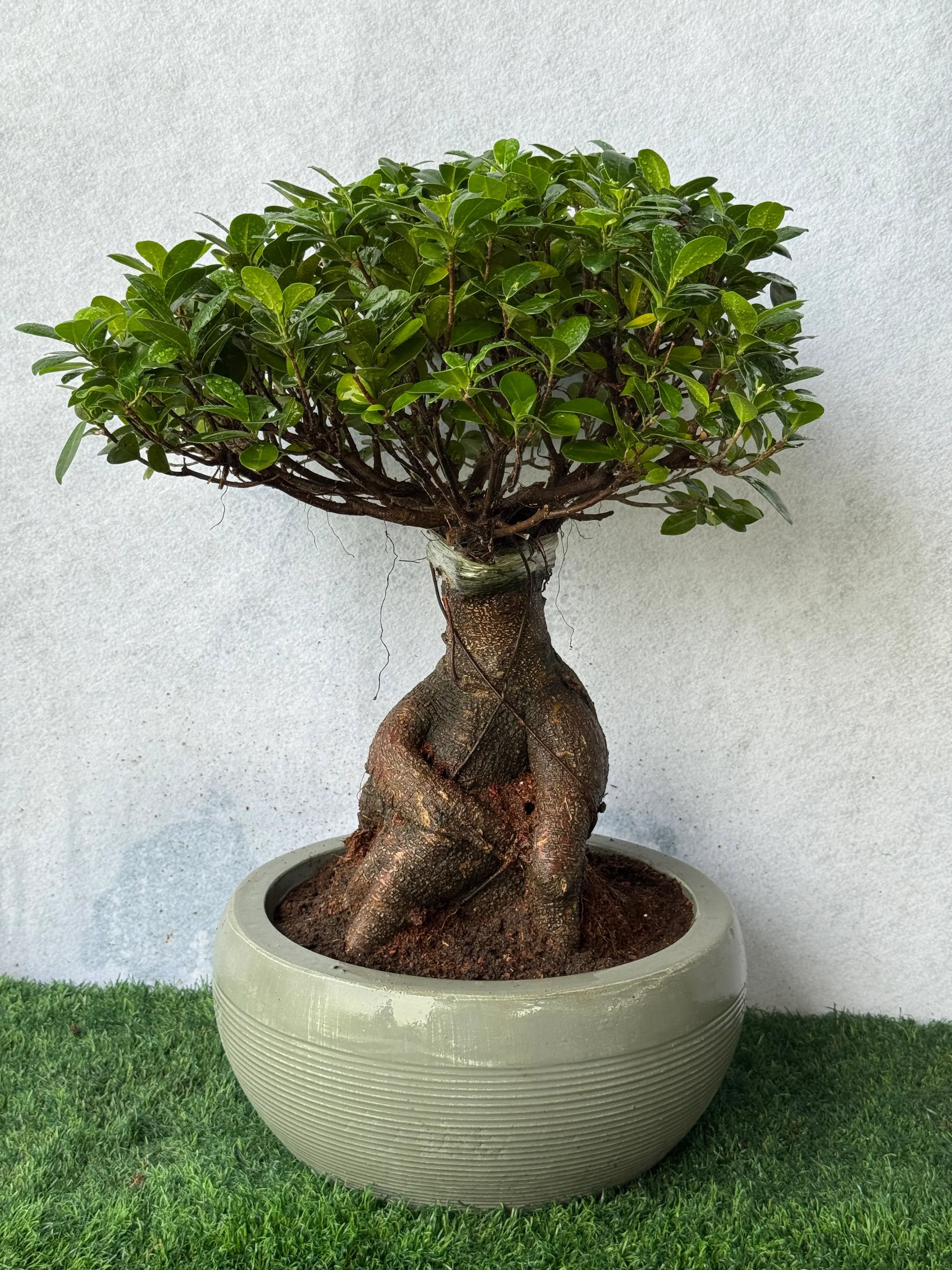 Ficus Ginseng Bonsai - Luxury Pot