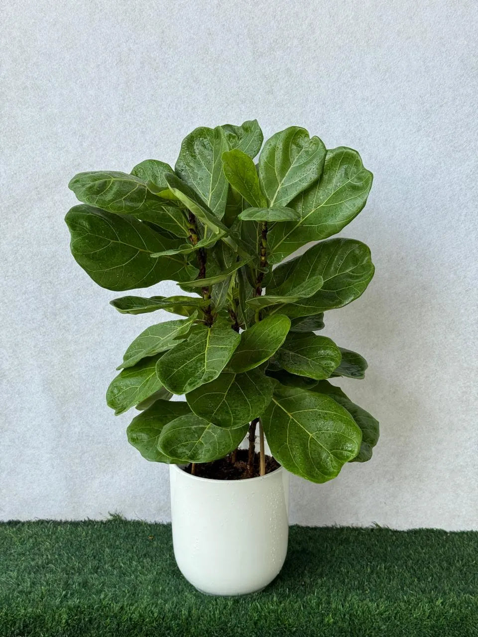 Fiddle Leaf 3pp