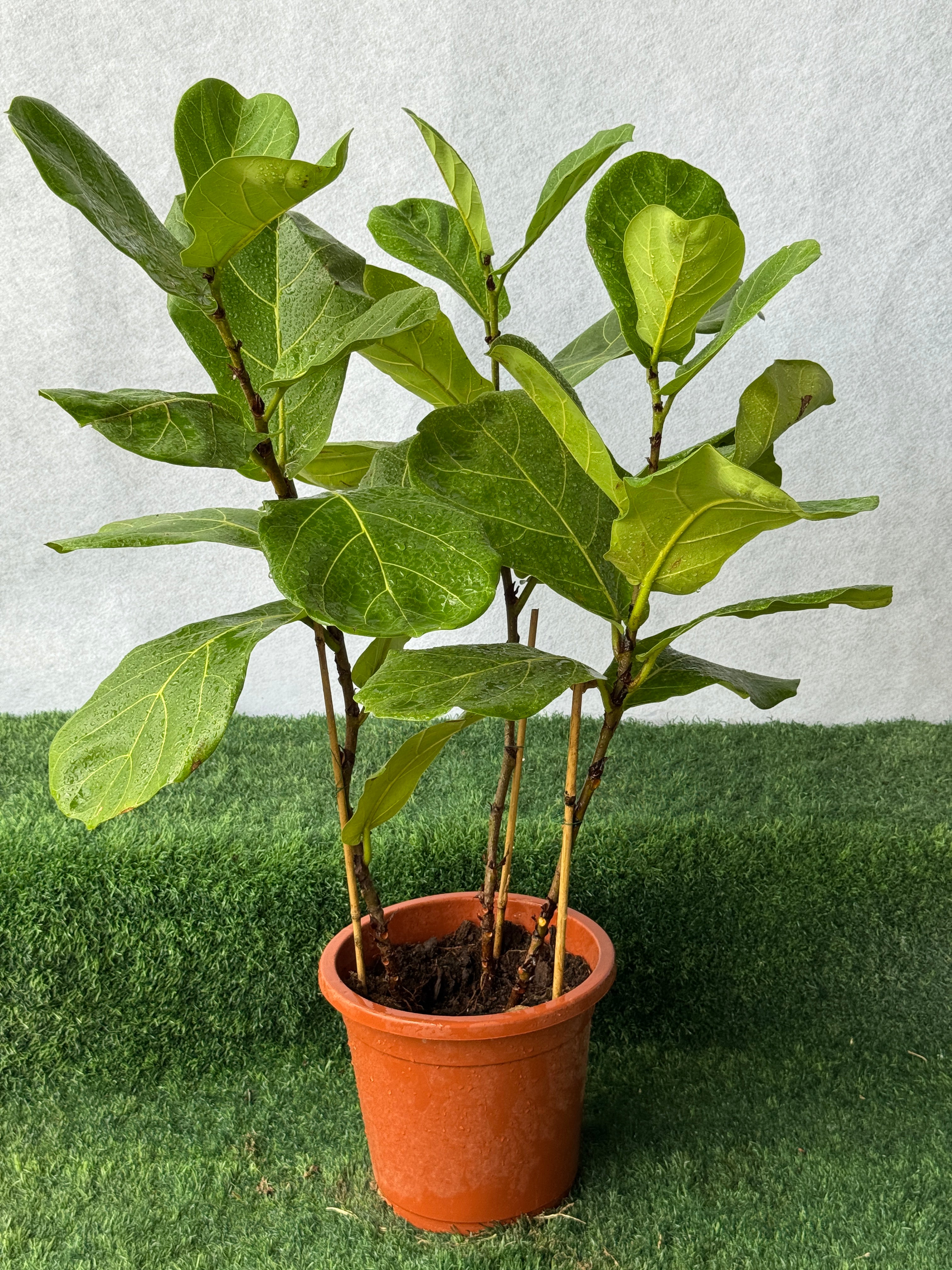 Fiddle Leaf Fig -Nursery Pot
