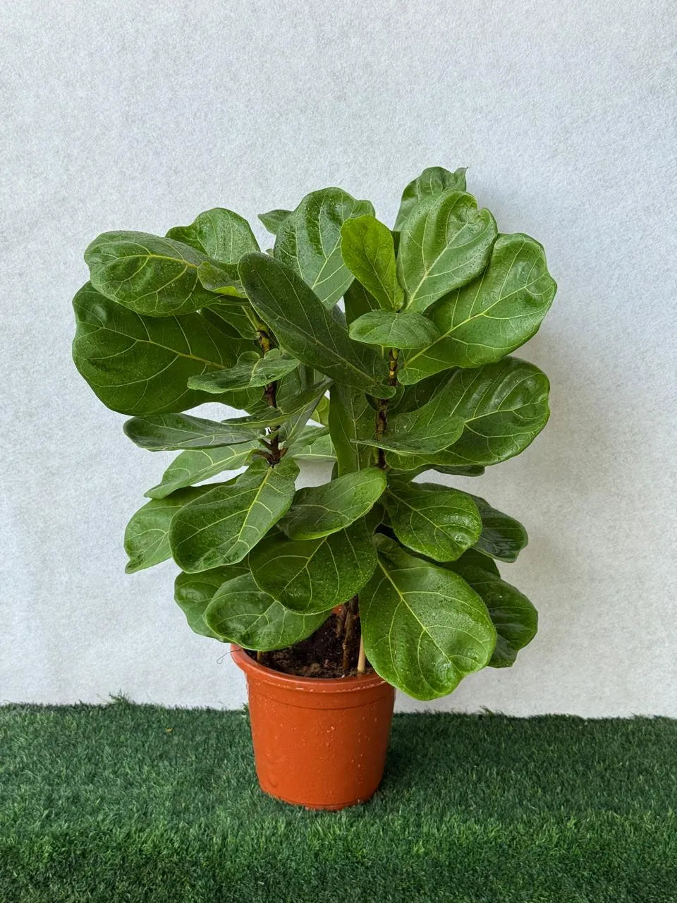 Fiddle Leaf 3pp