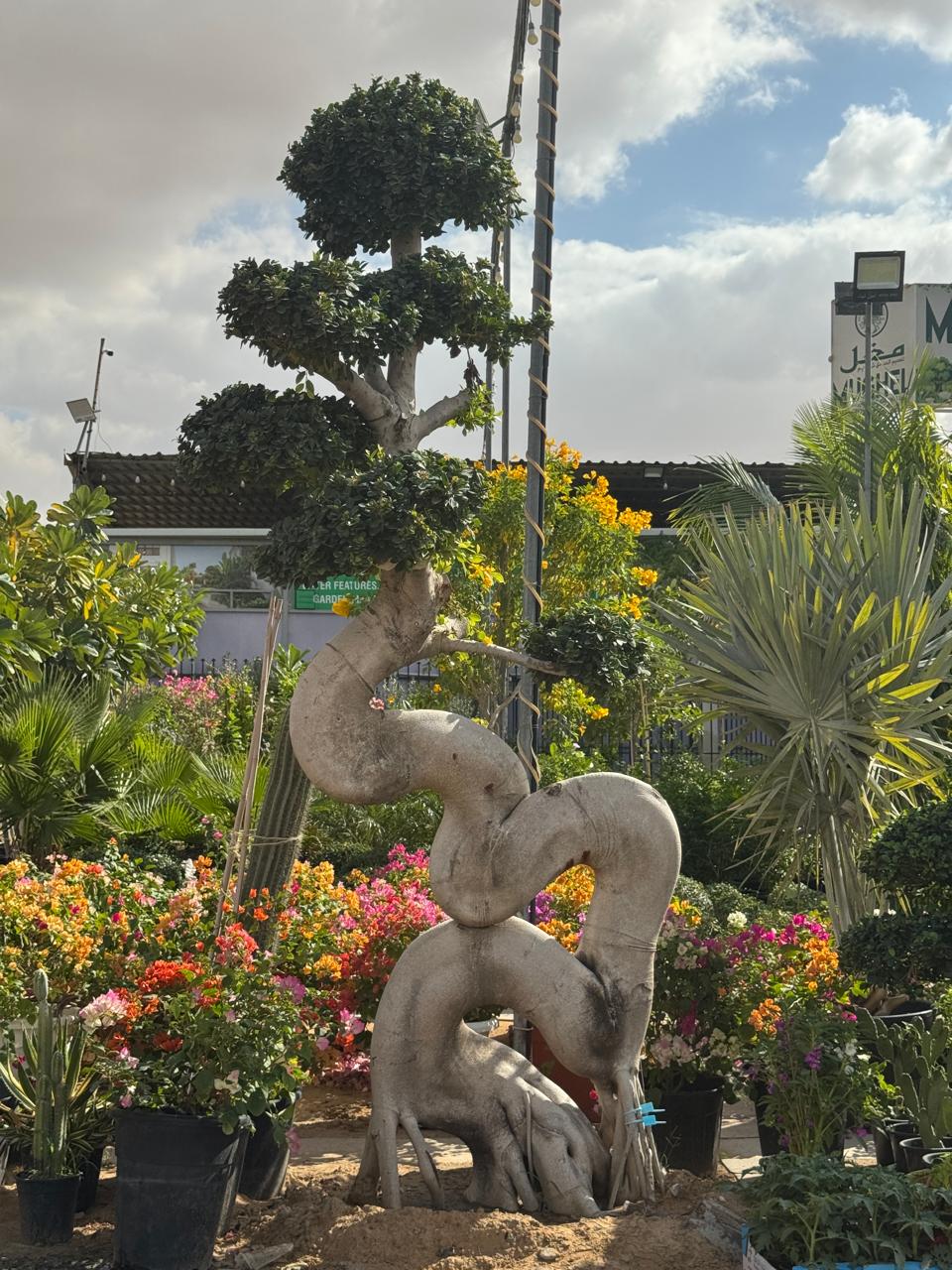 Giant Ficus Dragon Bonsai Tree - Mature Sculpted Landscape Tree