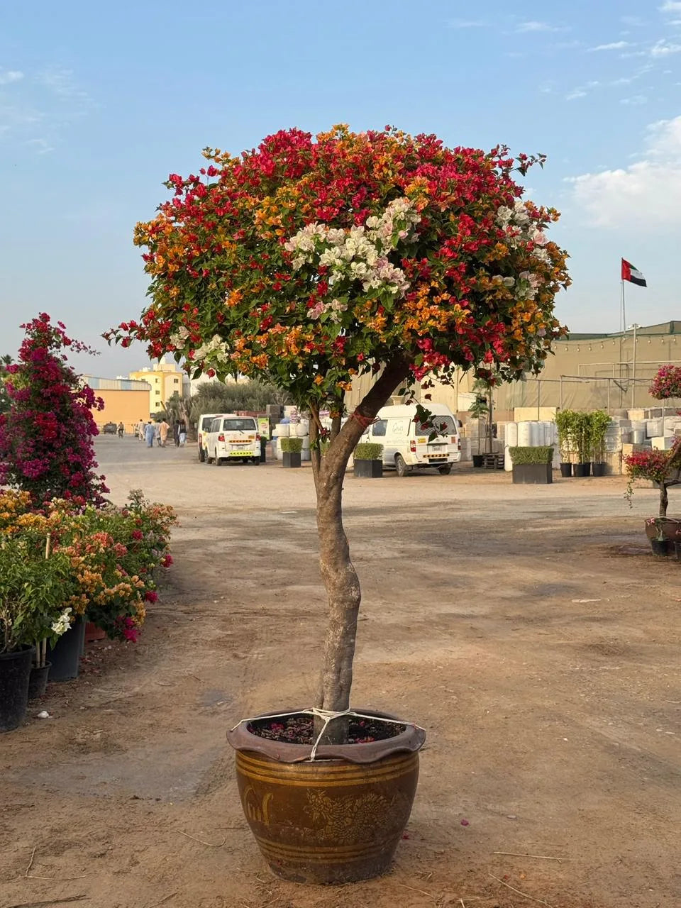 Giant Bougainvillea Head