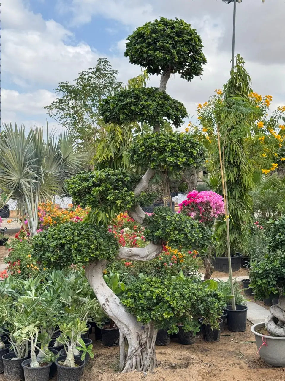 Giant S-Shape Ficus Bonsai Tree