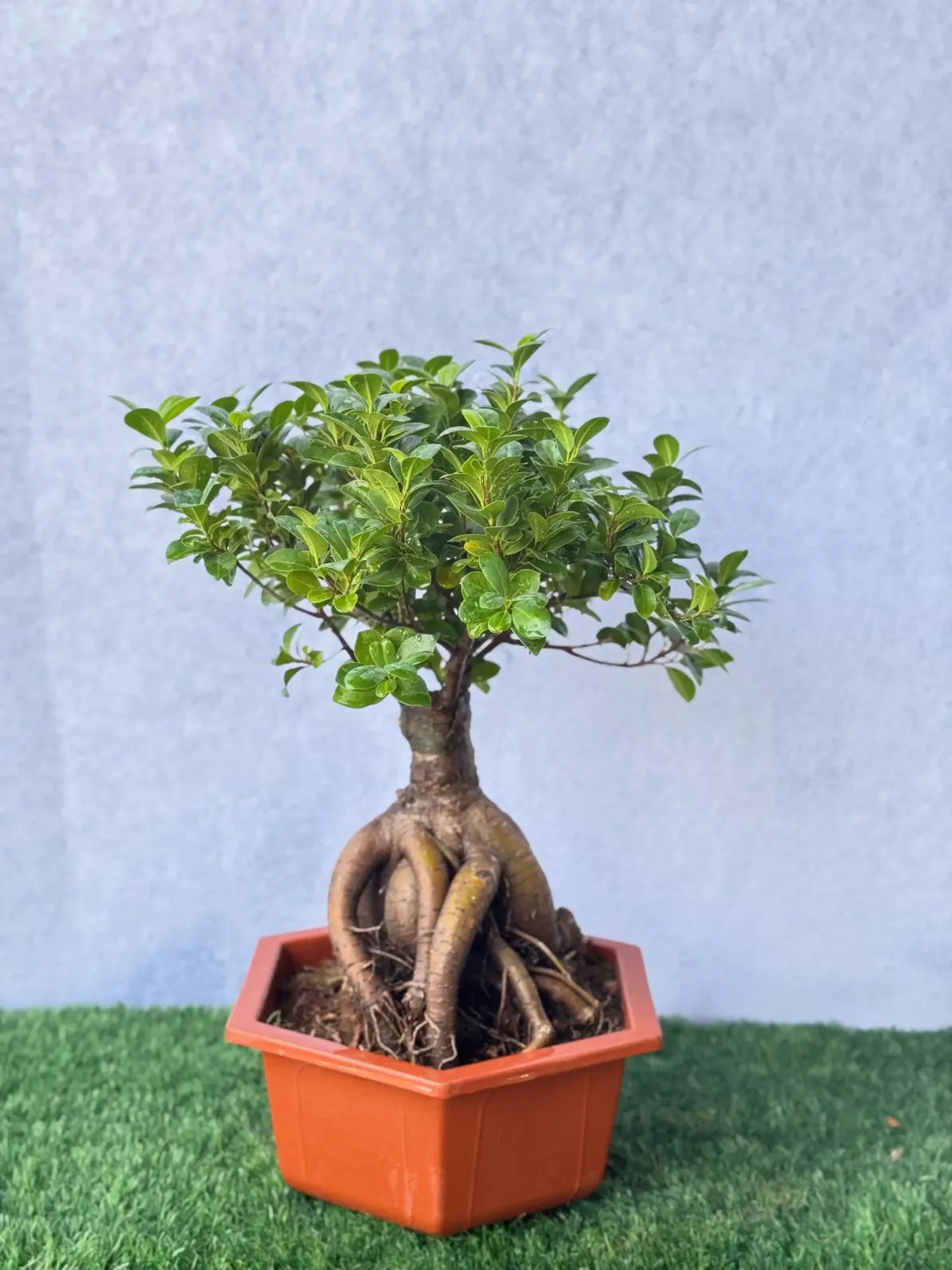 Ficus Ginseng Bonsai in a modern hexagon tray, unique sculptural indoor plant for Dubai.