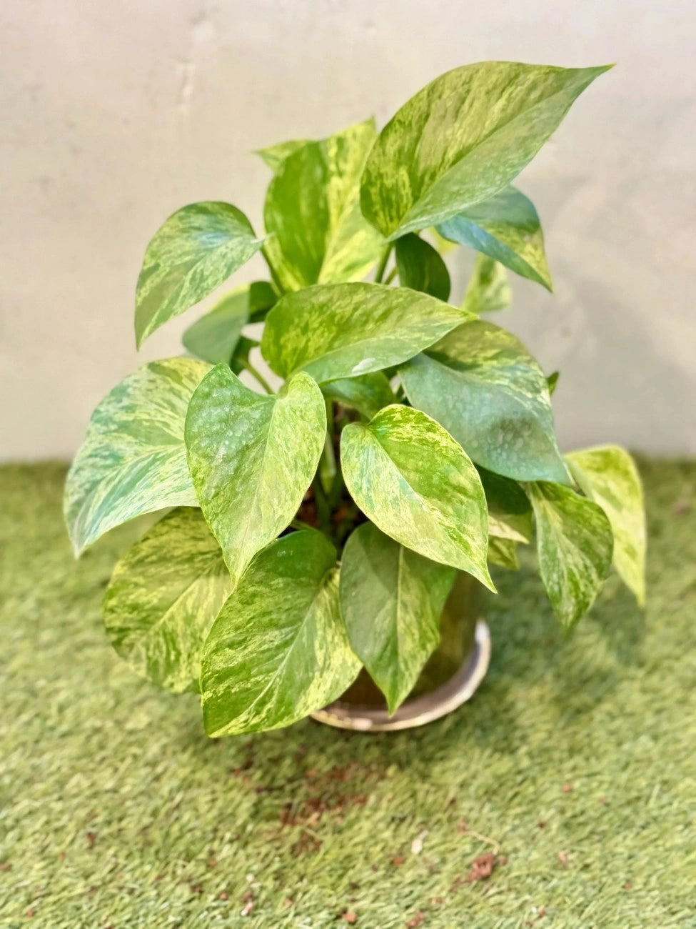 Close-up of heart-shaped leaves of Golden Pothos, fast-growing, low-maintenance trailing plant in the UAE.