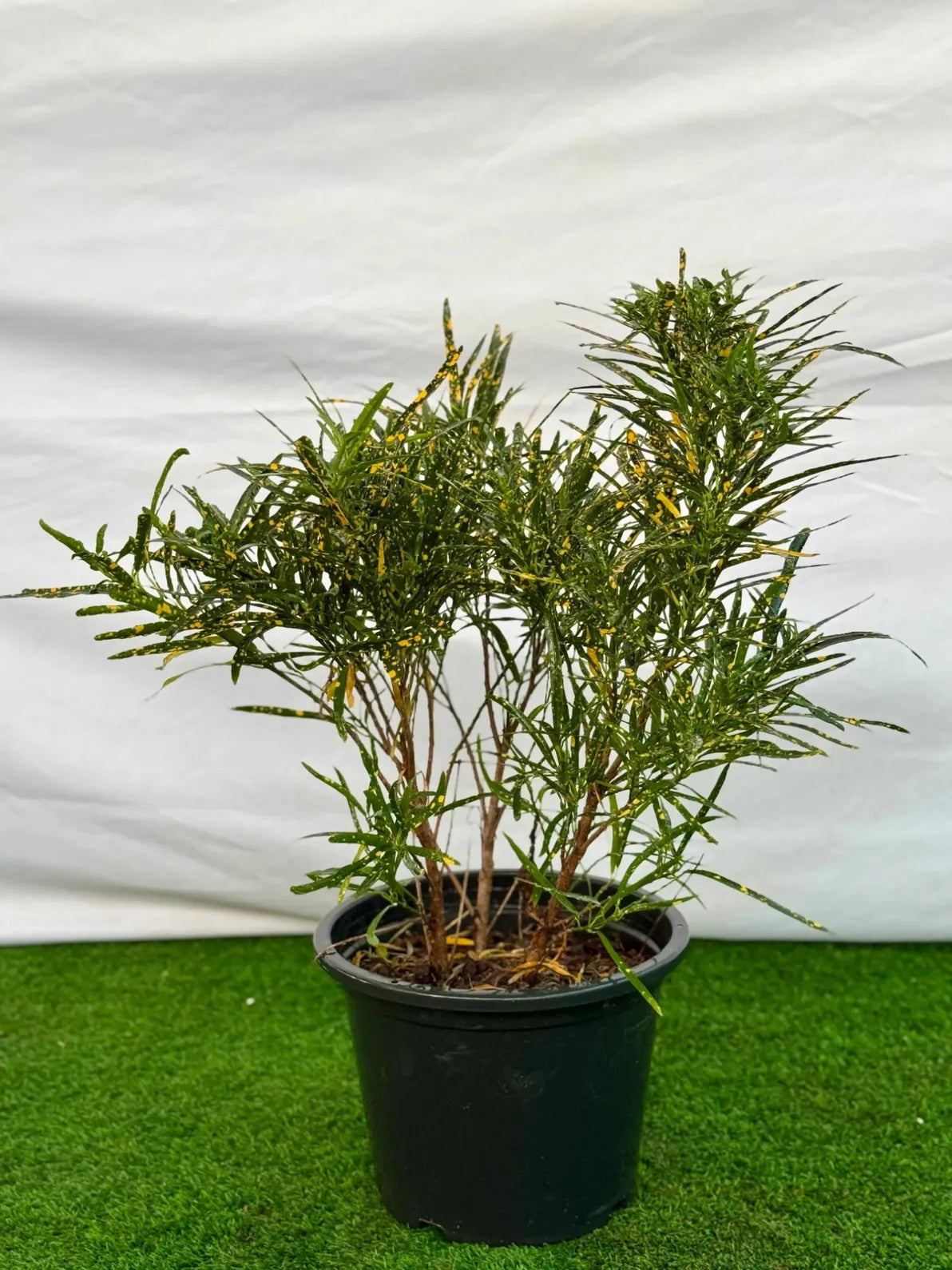 Green Croton plant in a nursery pot, vibrant foliage indoor plant for homes and offices in Dubai.