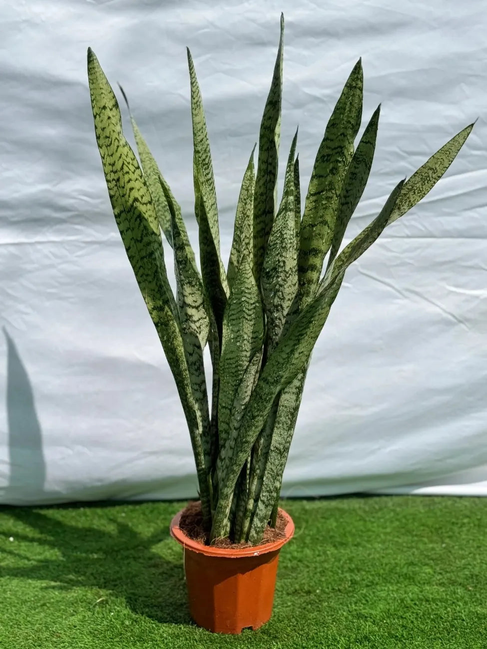 Green Snake Plant (Sansevieria) in a nursery pot, best air purifier for beginners in Dubai.