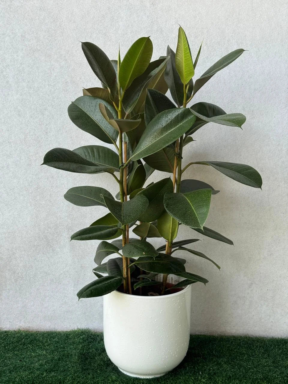 Rubber Plant - Ficus Elastica - Holland - Ceramic Pot