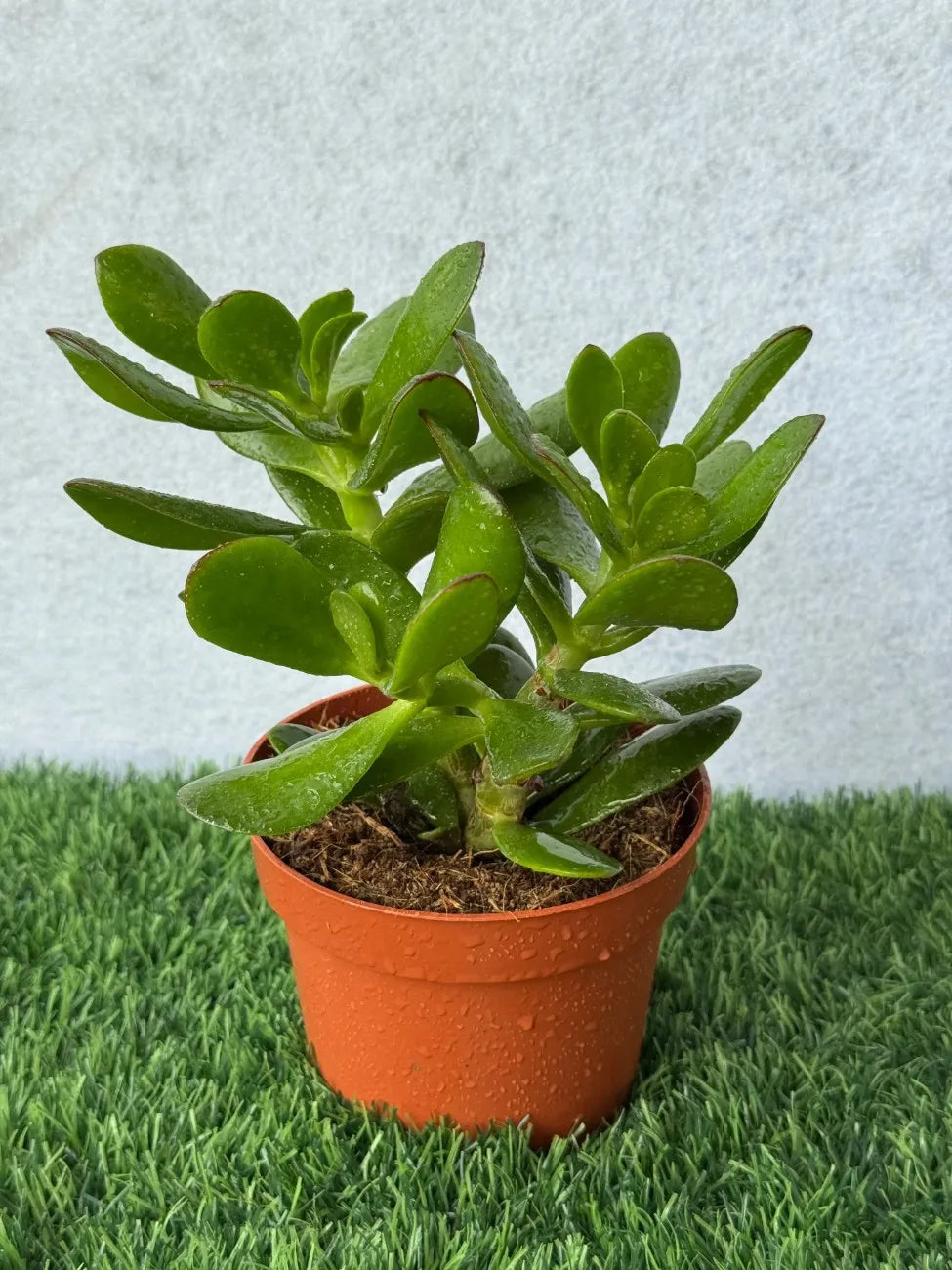 Jade Plant (Money Tree) in a nursery pot, perfect low-maintenance succulent symbolizing good luck in Dubai.