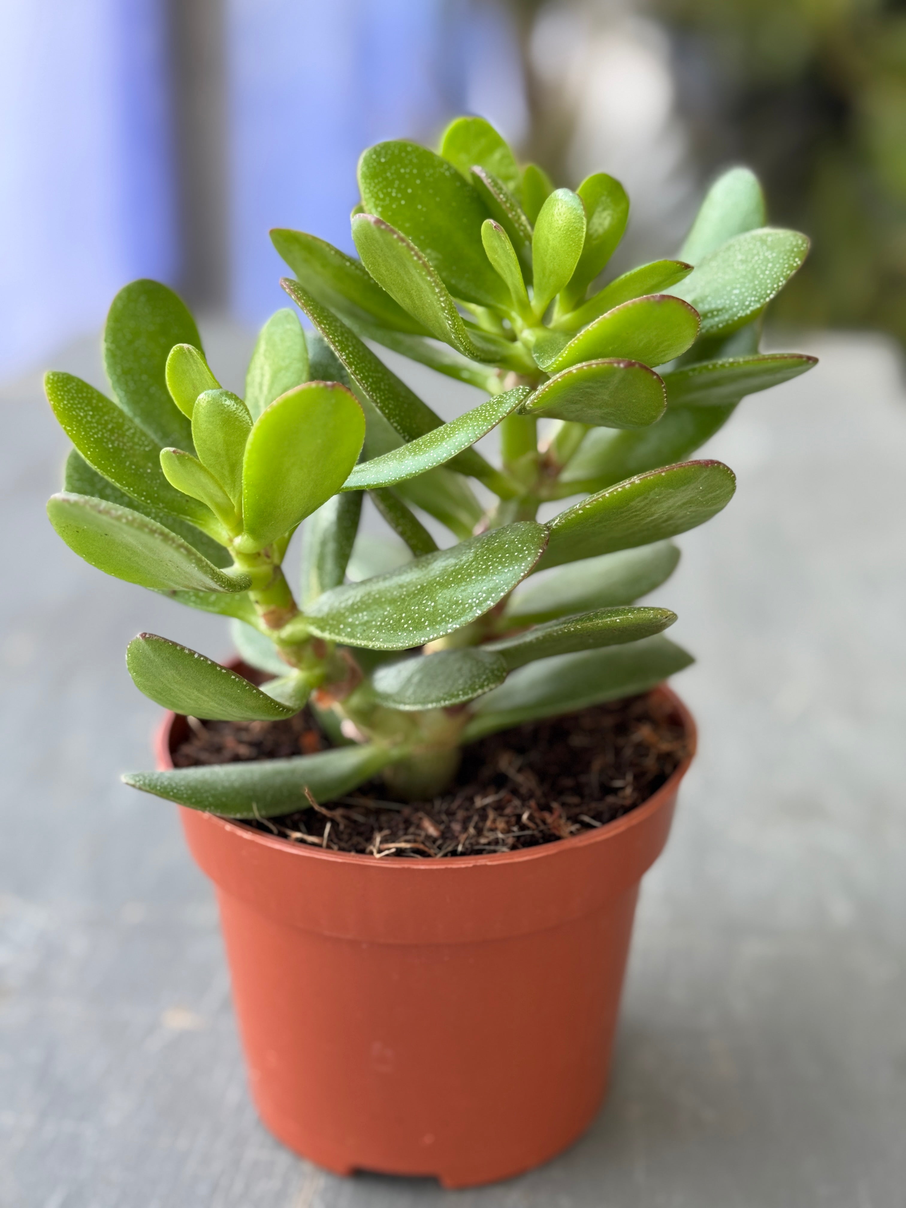 Jade Plant in Nursery Pot – Low Maintenance Indoor Plant | Mughel Gardens