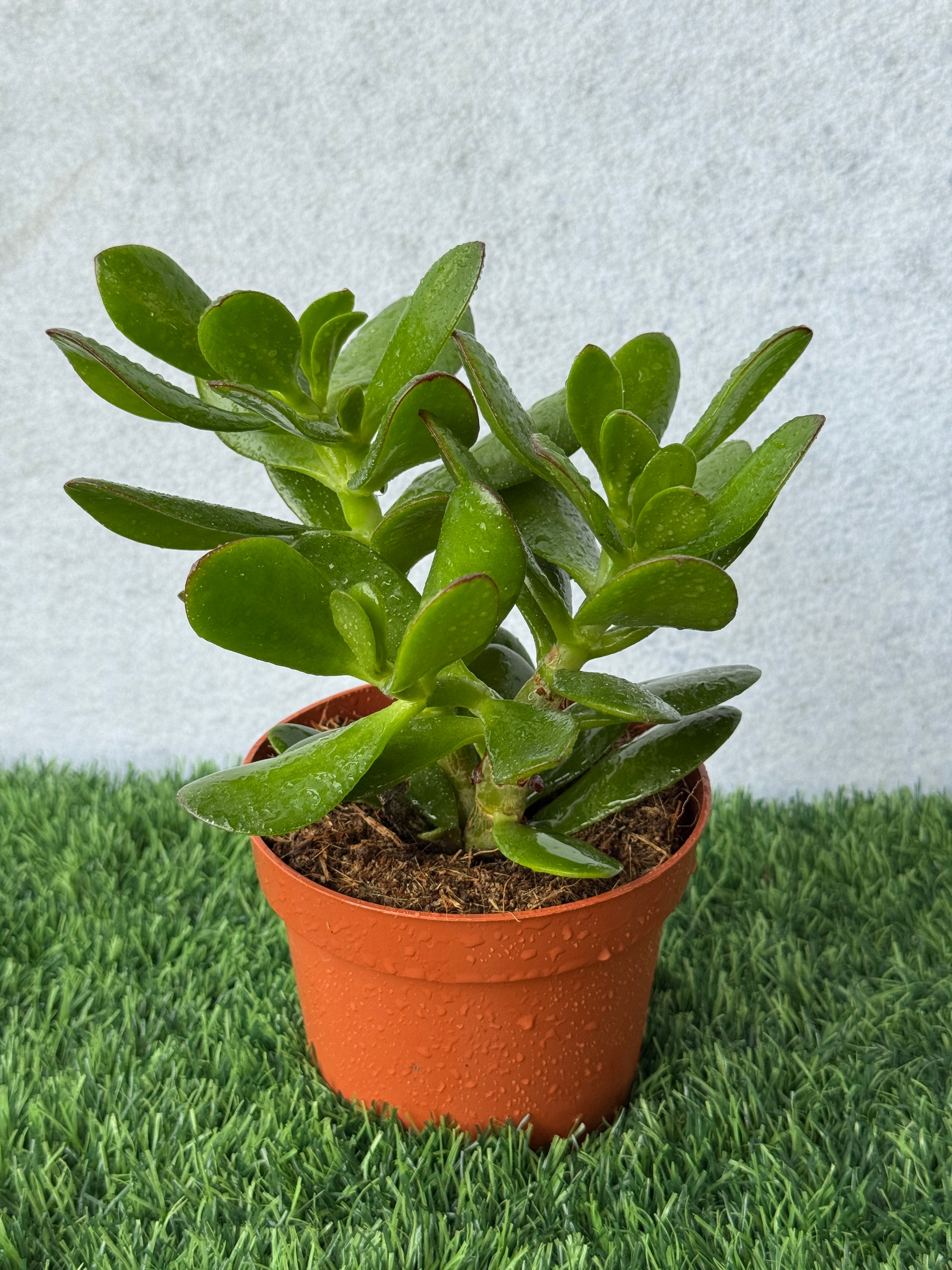 Jade Plant