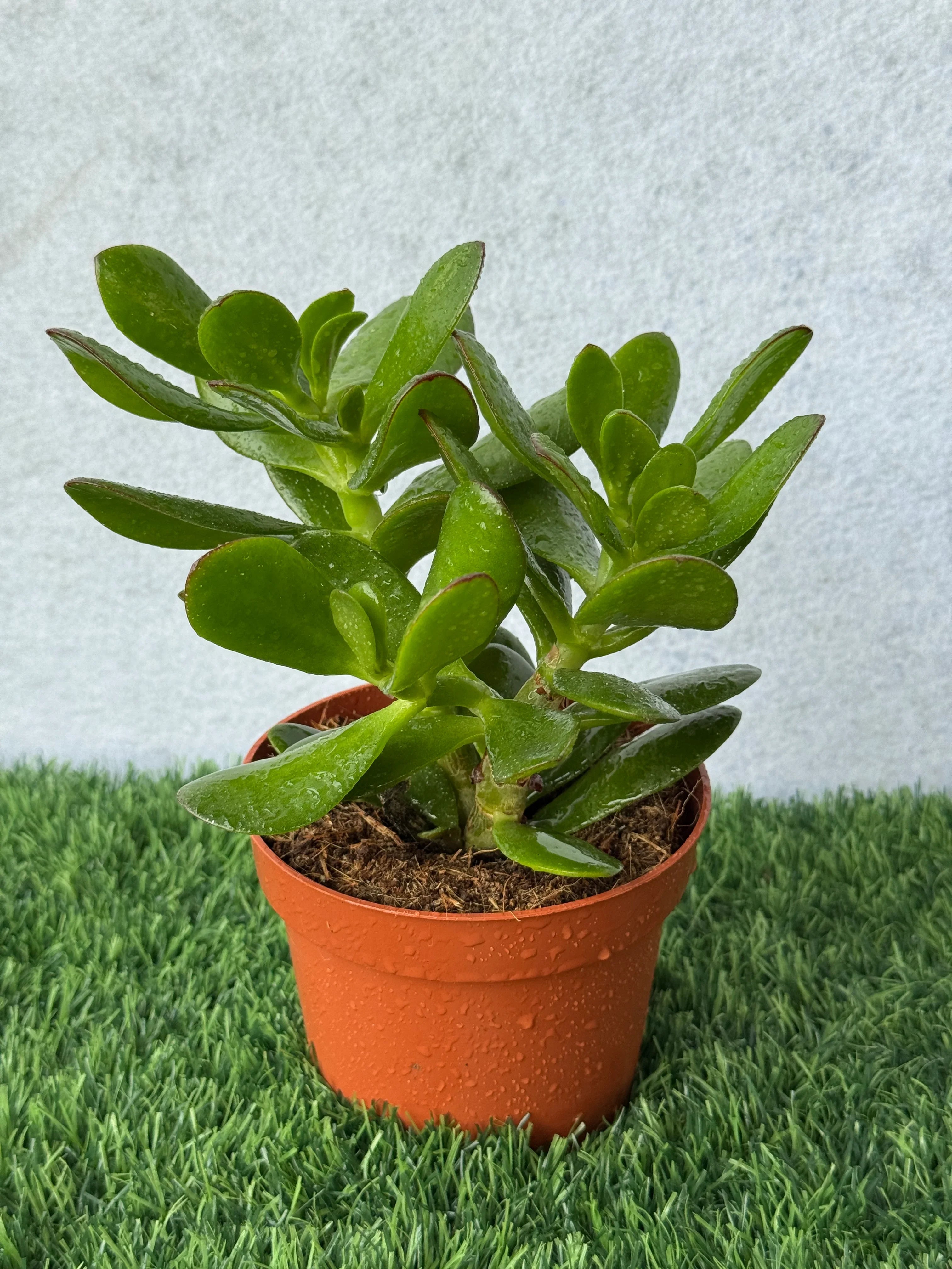 Jade Plant