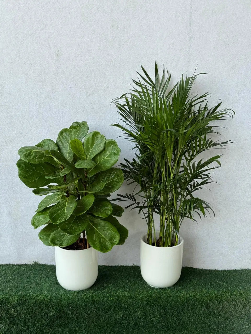 Luxury Low Maintenance Bundle: Kentia Palm and Fiddle Leaf Fig duo in matching ceramic pots in Dubai.