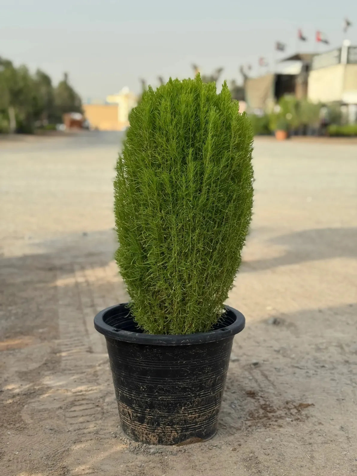 Lemon Cypress (Gucia) with refreshing citrus scent, vibrant greenery for balconies and gardens in Dubai.