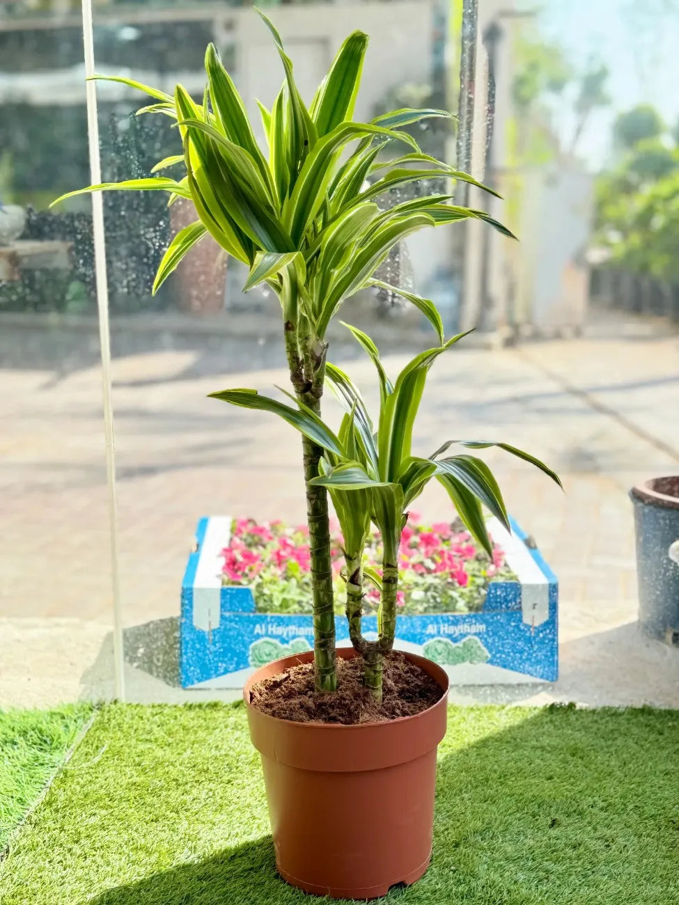 Compact Lemon Lime Dracaena with striking vivid stripes, bold indoor foliage plant in Dubai.