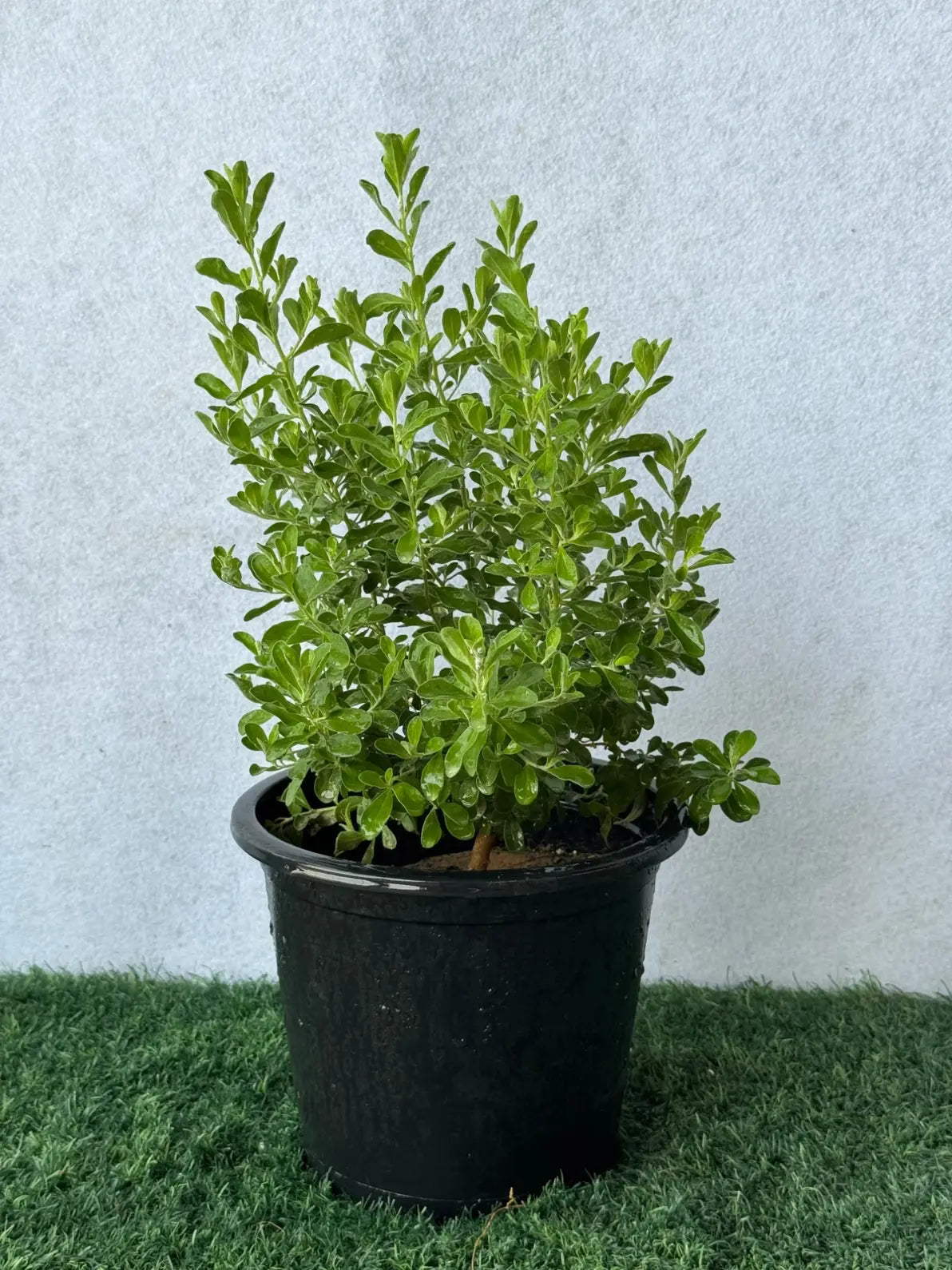 Leucophyllum (Texas Sage), tough drought tolerant plant with silver leaves for UAE landscapes.