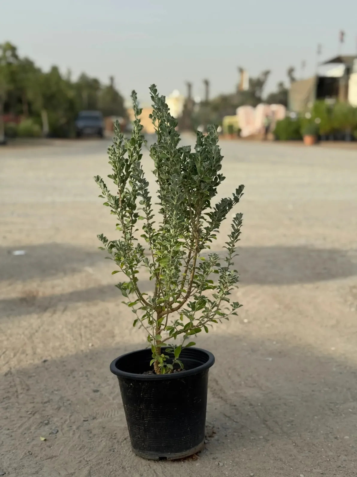 Purple seasonal flowers and soft silver leaves of the Leucophyllum, best low water plant for Dubai gardens.