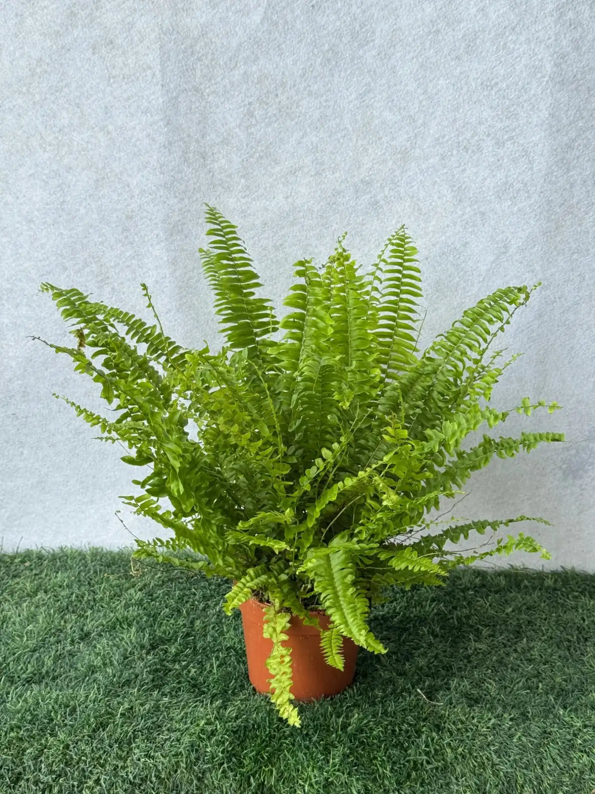 Group of low-maintenance indoor plants (Snake, ZZ, Pothos) perfect for beginners in the UAE.