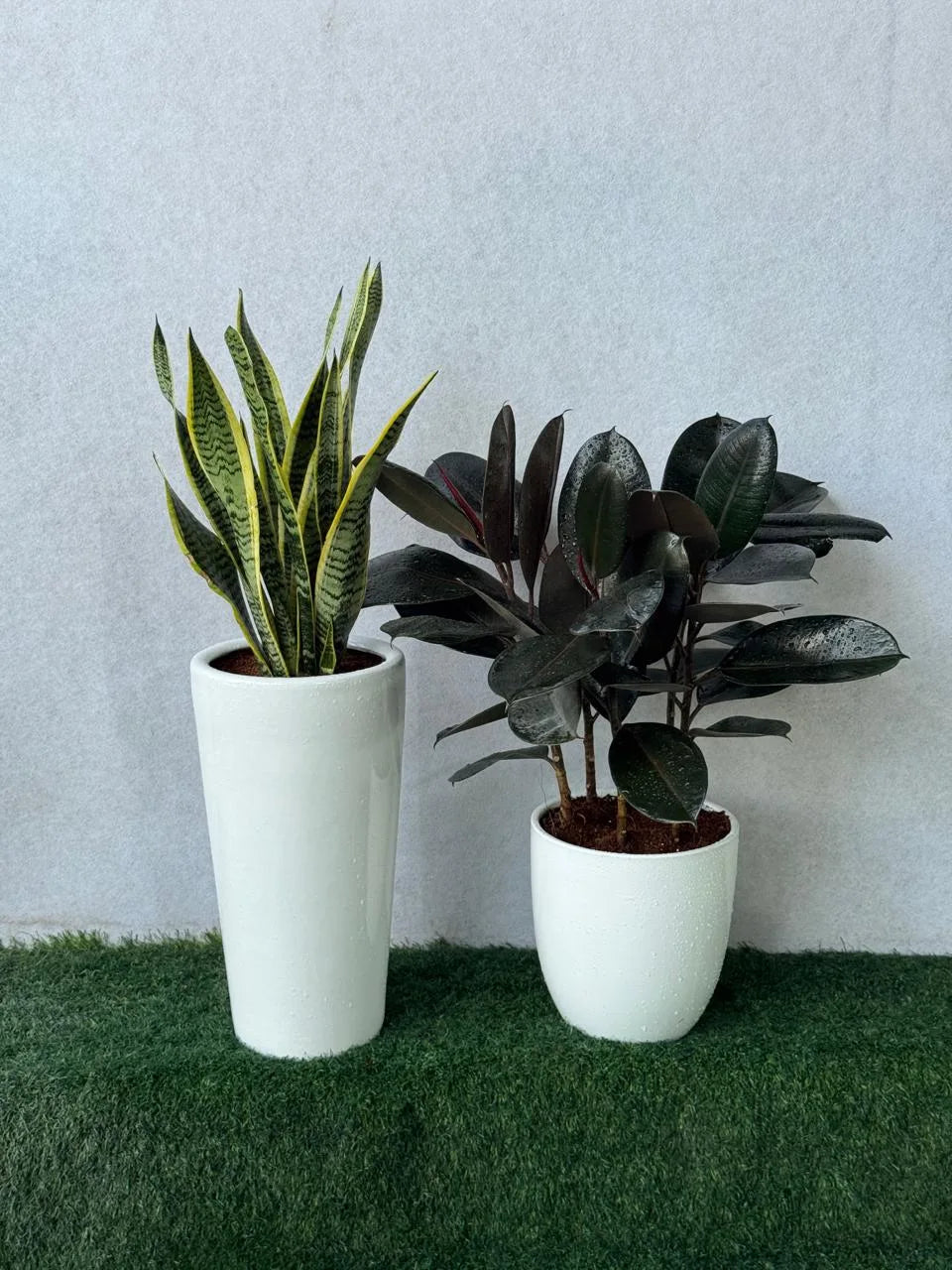 Low Maintenance Bundle - Snake Plant & Rubber Plant - Ceramic Pots
