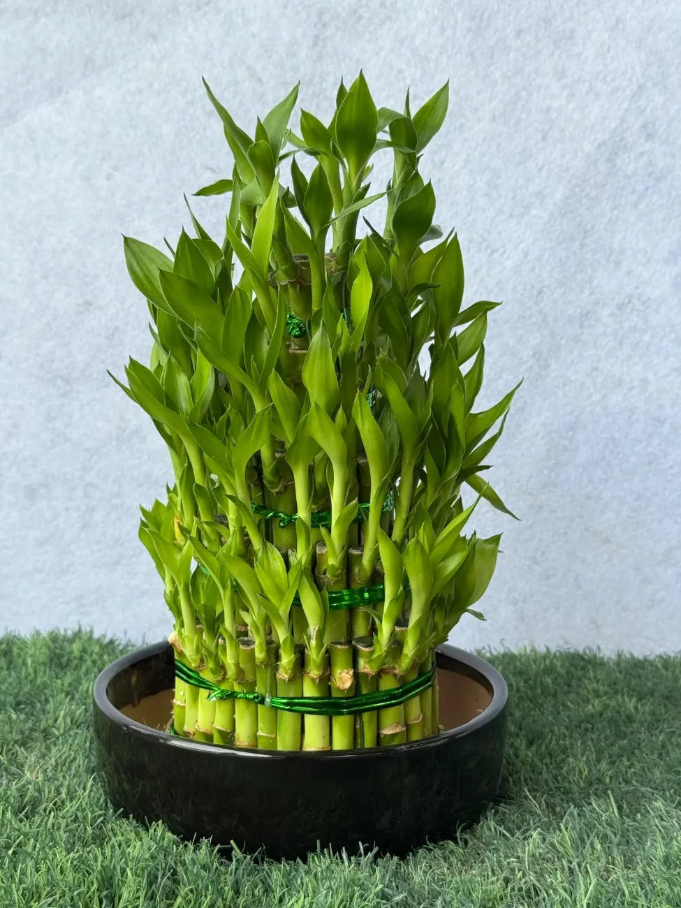 5 Step Lucky Bamboo arrangement, symbol of good fortune and elegant minimalist centerpiece in Dubai.