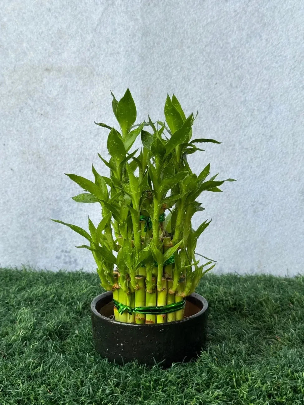 Close-up of the uniquely curved spiral stems of the Lucky Bamboo, easy to maintain water plant in the UAE.