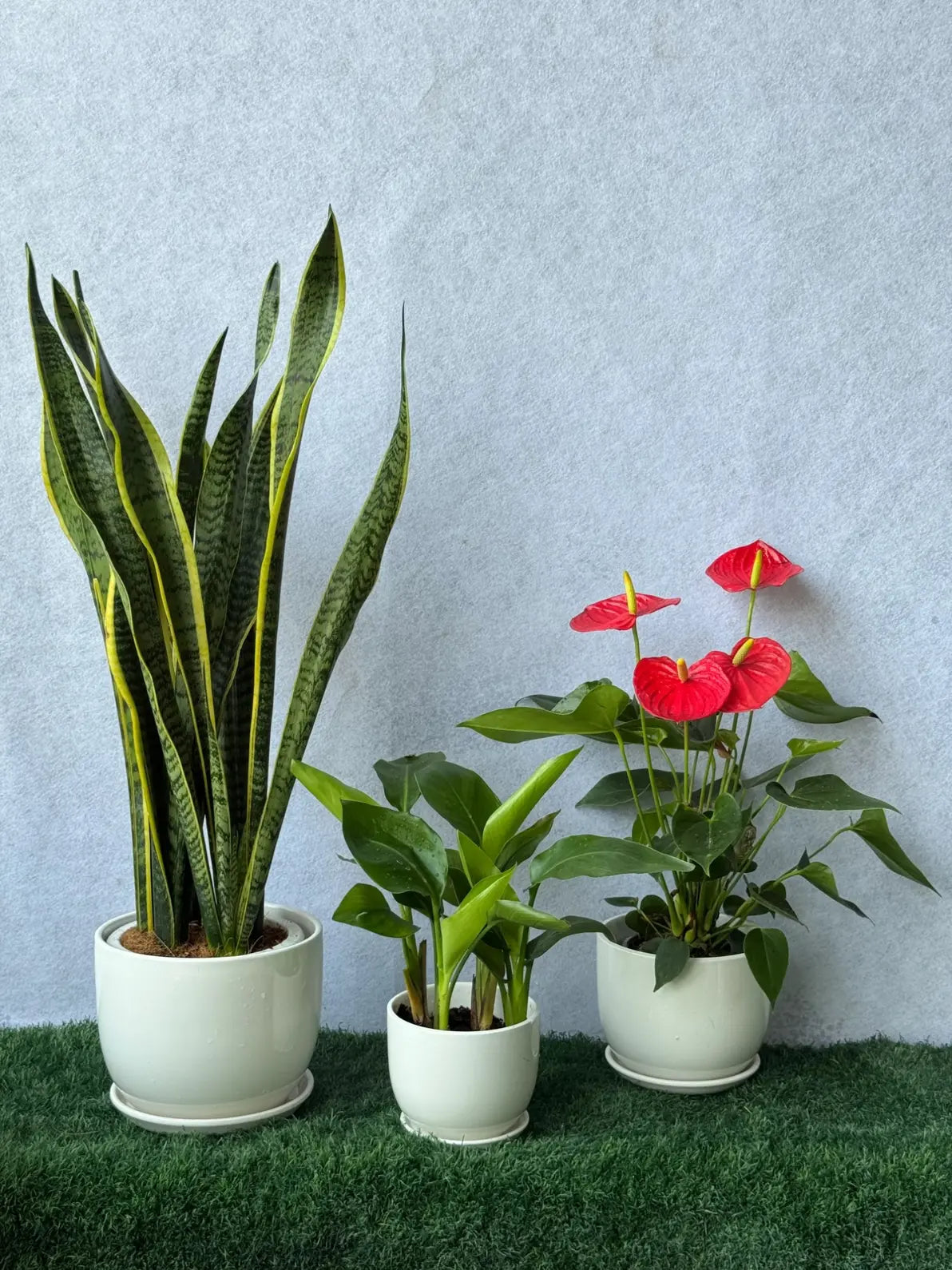 Lush Spectrum Tropical Green Bundle: Anthurium, Snake Plant, Bird of Paradise for color and style in Dubai.