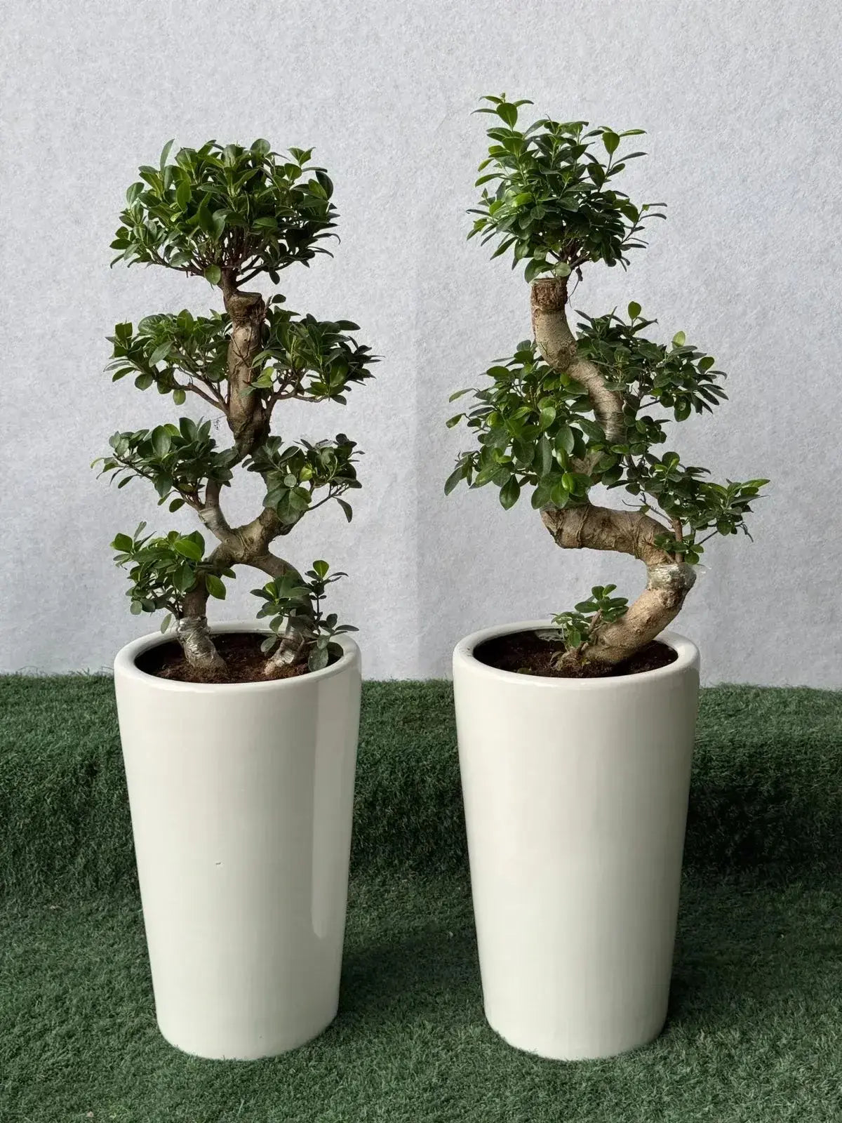 Luxury Bonsai Bundle: Two intricately pruned bonsai trees in tall white ceramic pots, ready for gifting in Dubai.