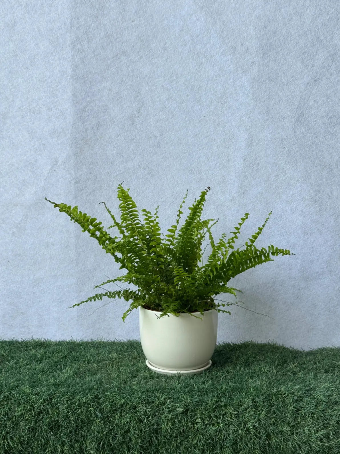 Range of luxury white and black ceramic pots and planters for home and office decor in Dubai.