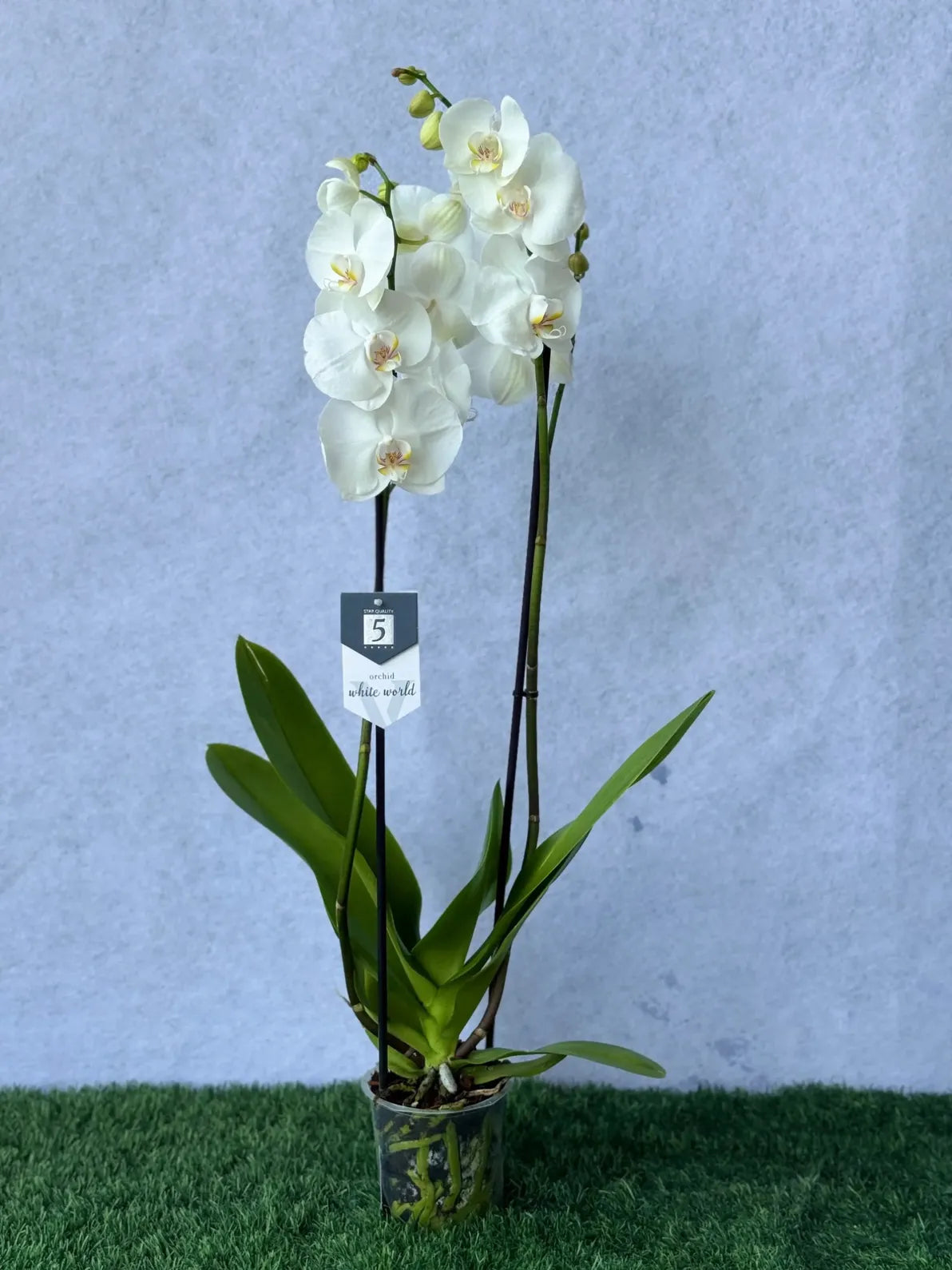 Luxury White Orchid (Phalaenopsis) plant, a symbol of elegance and beauty for gifting in Dubai.