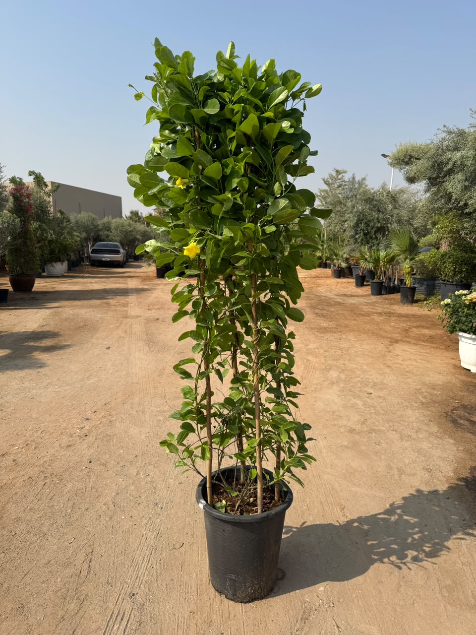 Mandevilla Climber