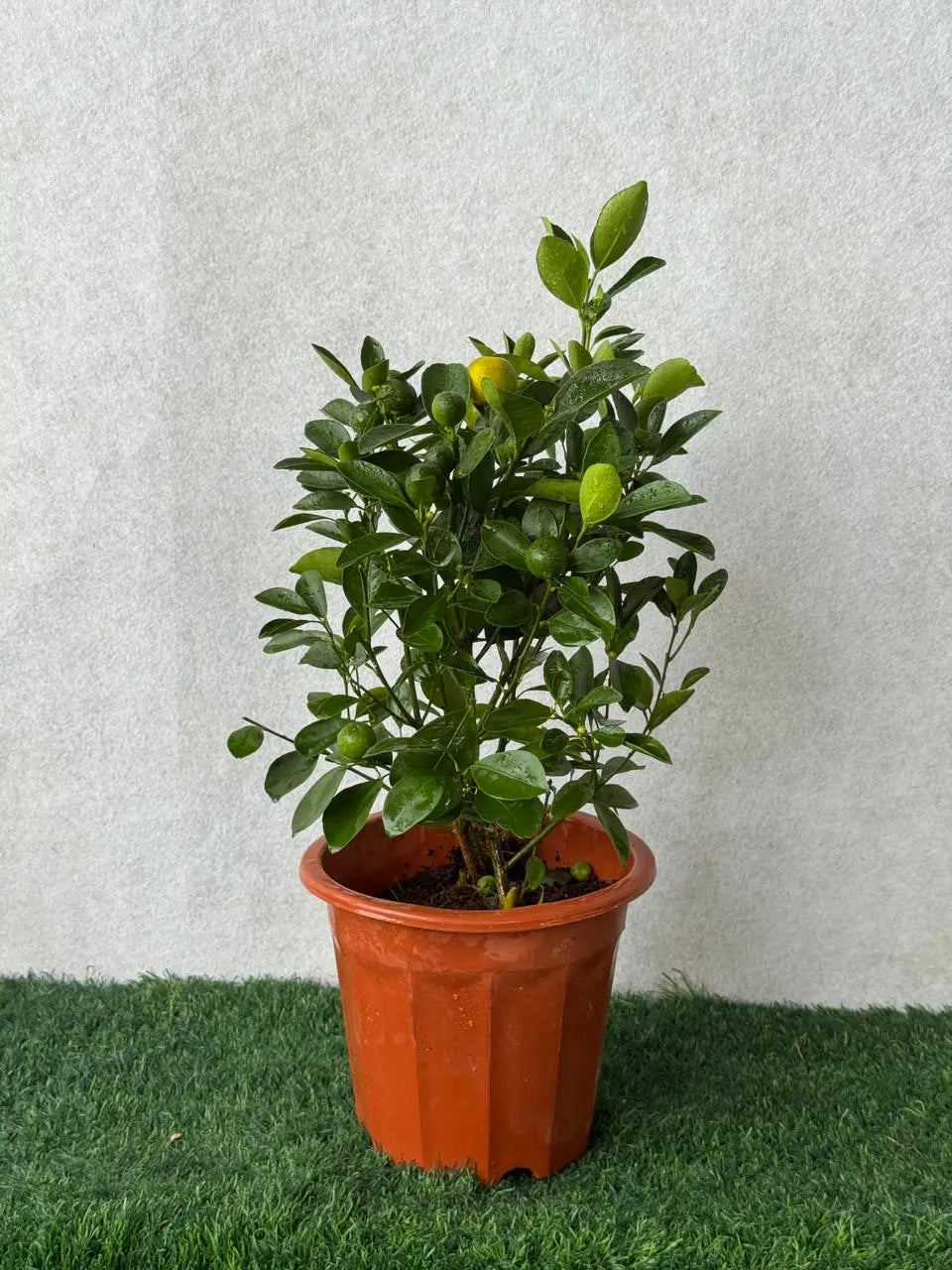 Mandarin Orange