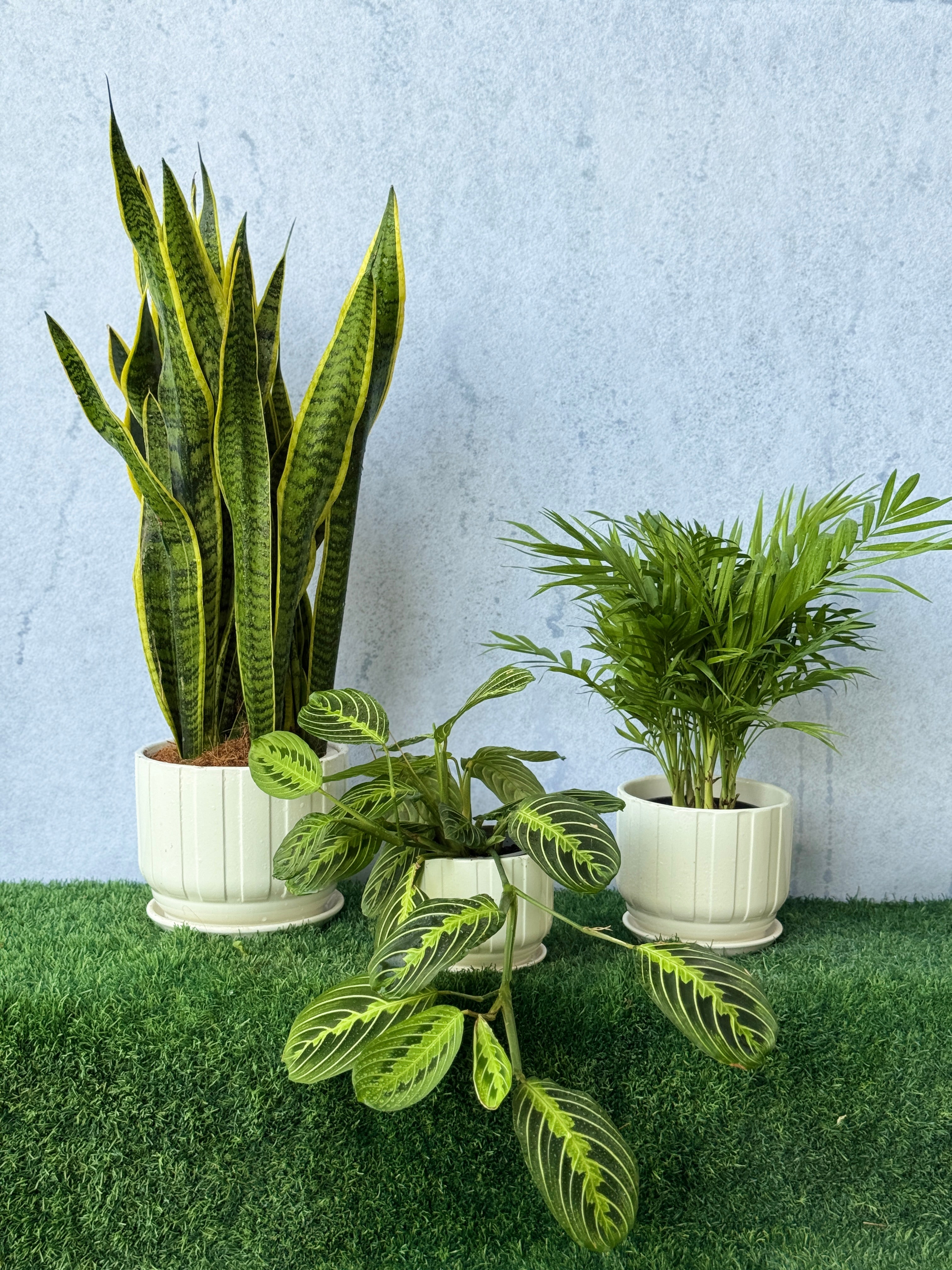 Evergreen Charm