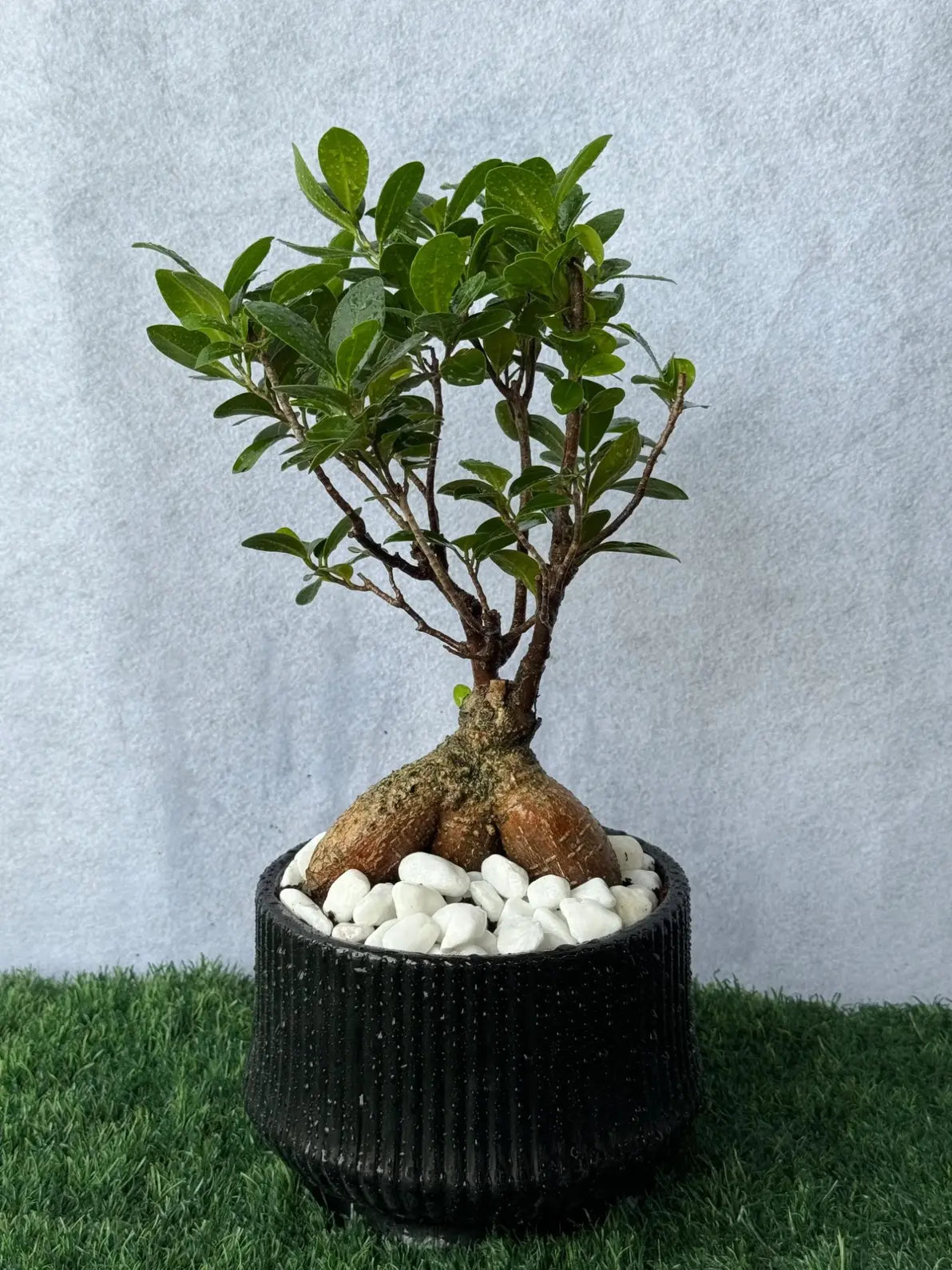 Mini Bonsai in a sleek black ceramic pot, luxury tabletop plant for office desks in Dubai.