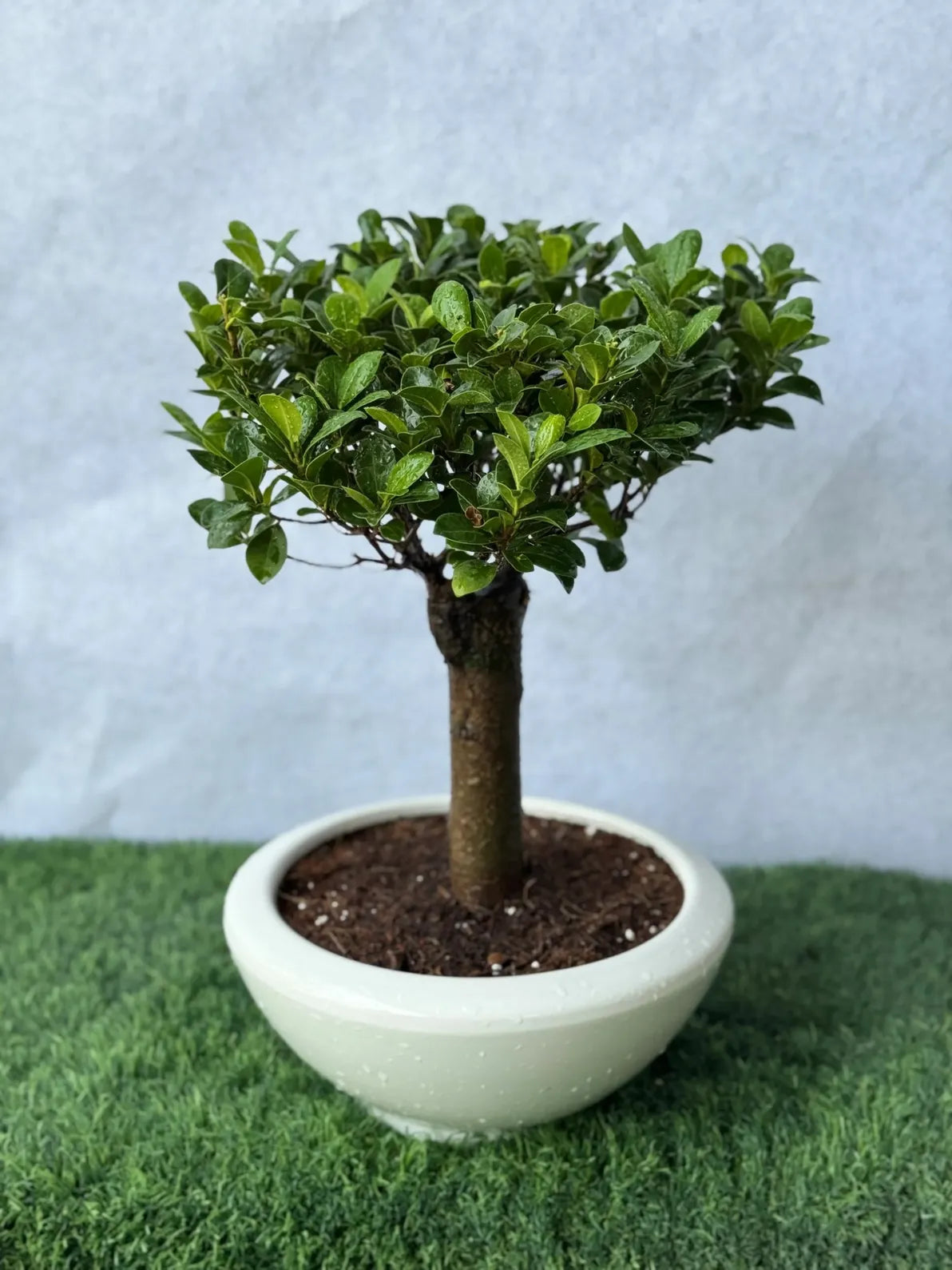 Low-maintenance Mini Bonsai, perfect gift for home or office decor in the UAE.