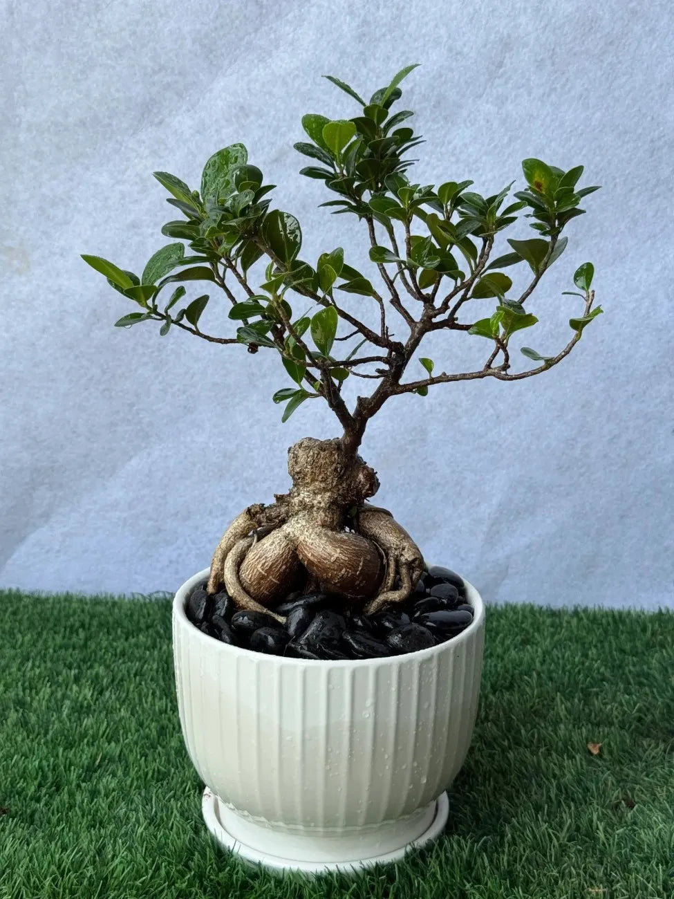 Mini Bonsai in a sleek white ceramic pot with black pebbles, perfect for office desks in UAE.