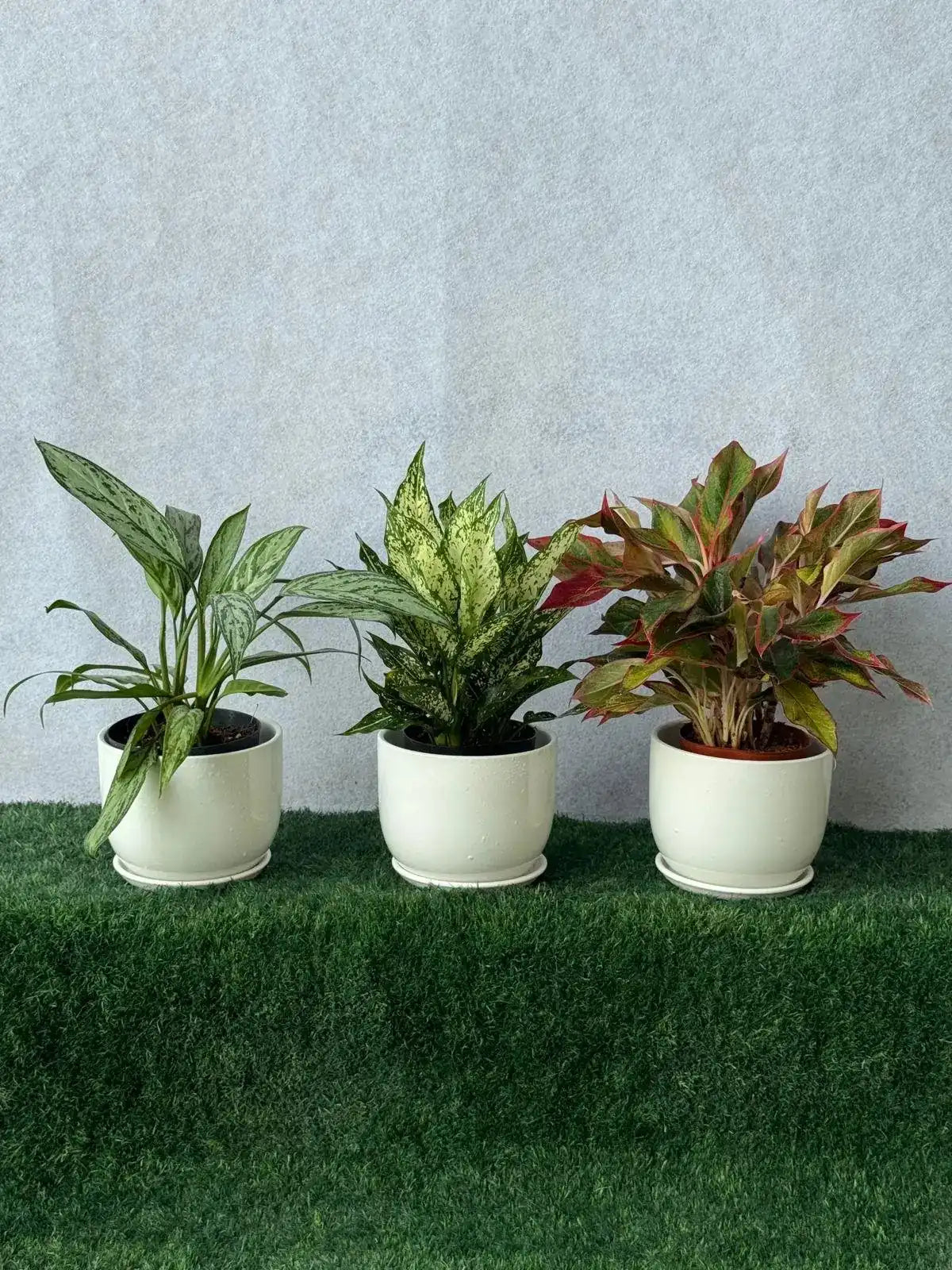 Mix Aglaonema Indoor Plant Bundle, colorful easy-care plants for low light in Dubai.